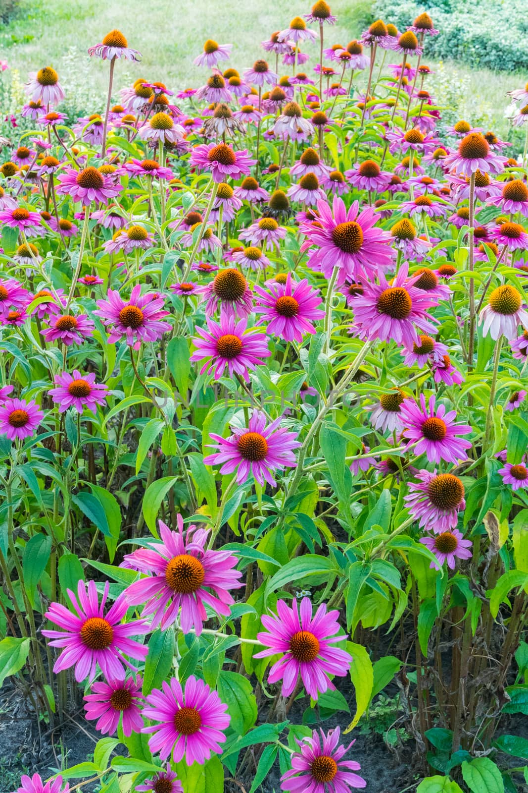Flowerbed with a huge number of purple flowers with small green leaves