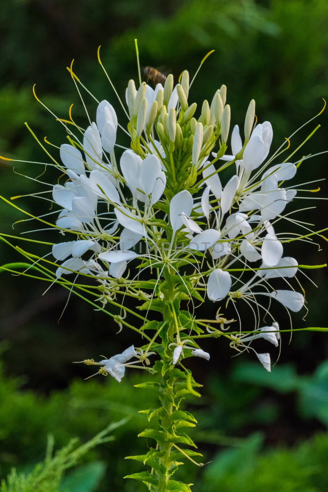 The wasp sits on the white petals of an unusual flower bush with a green stem