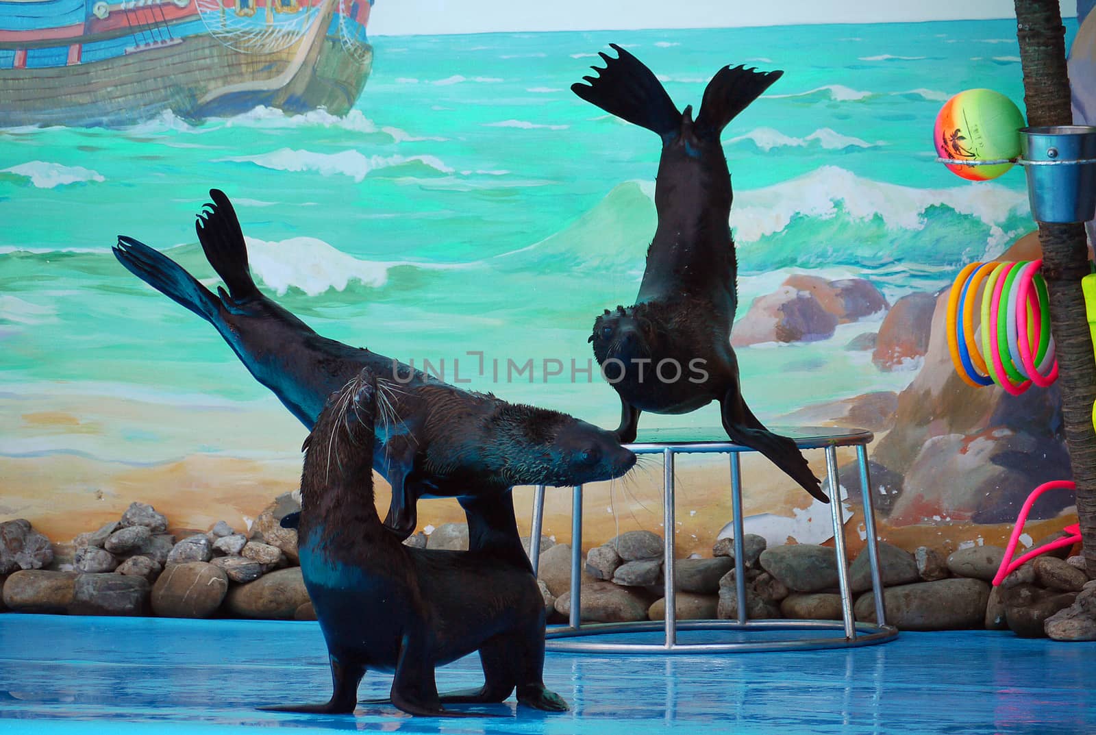Seals in the water park giving a presentation to the audience. They perform various acrobatic exercises and work in a group.