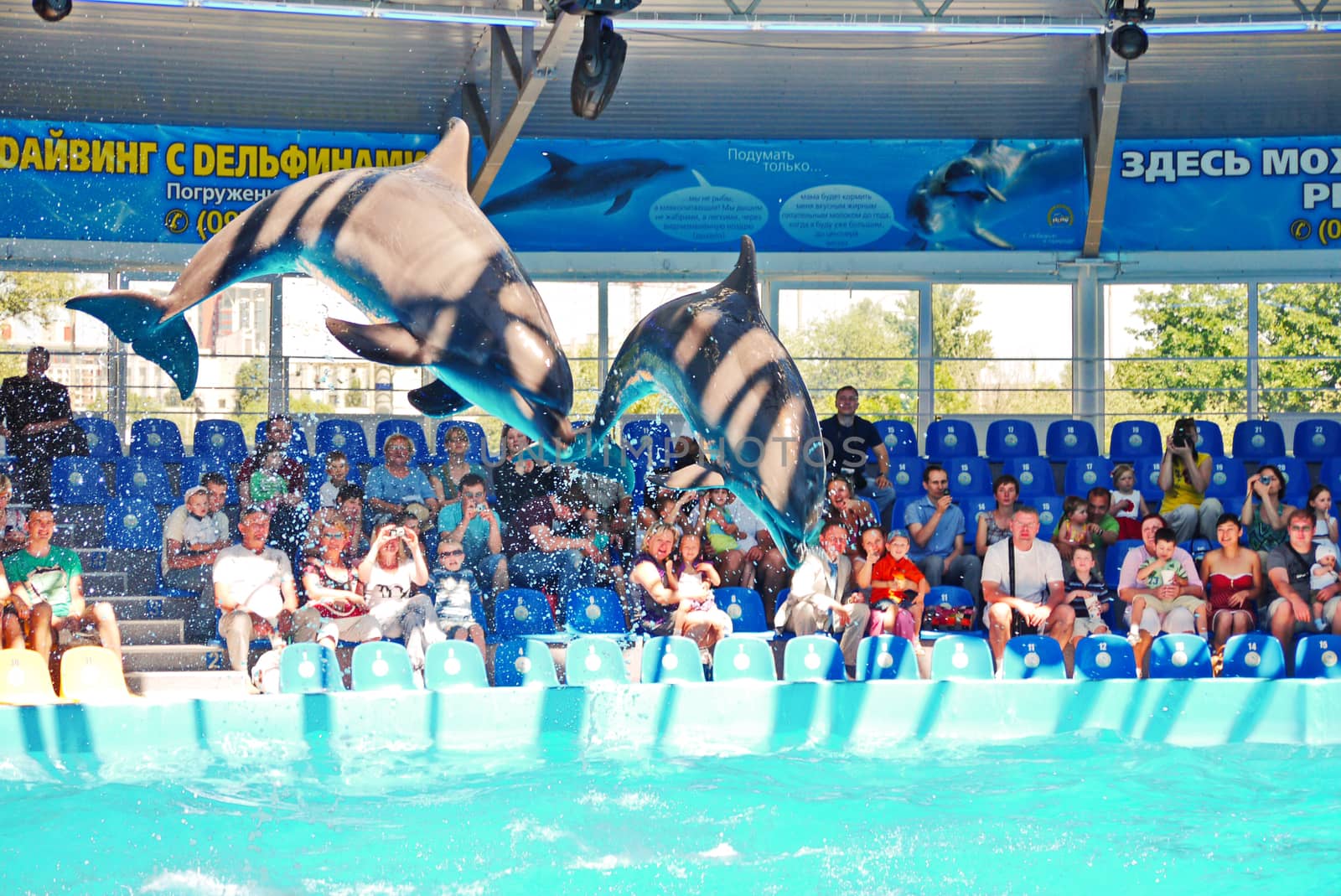 two dolphins jumping out of the water during a performance in the aquarium against the backdrop of the auditorium