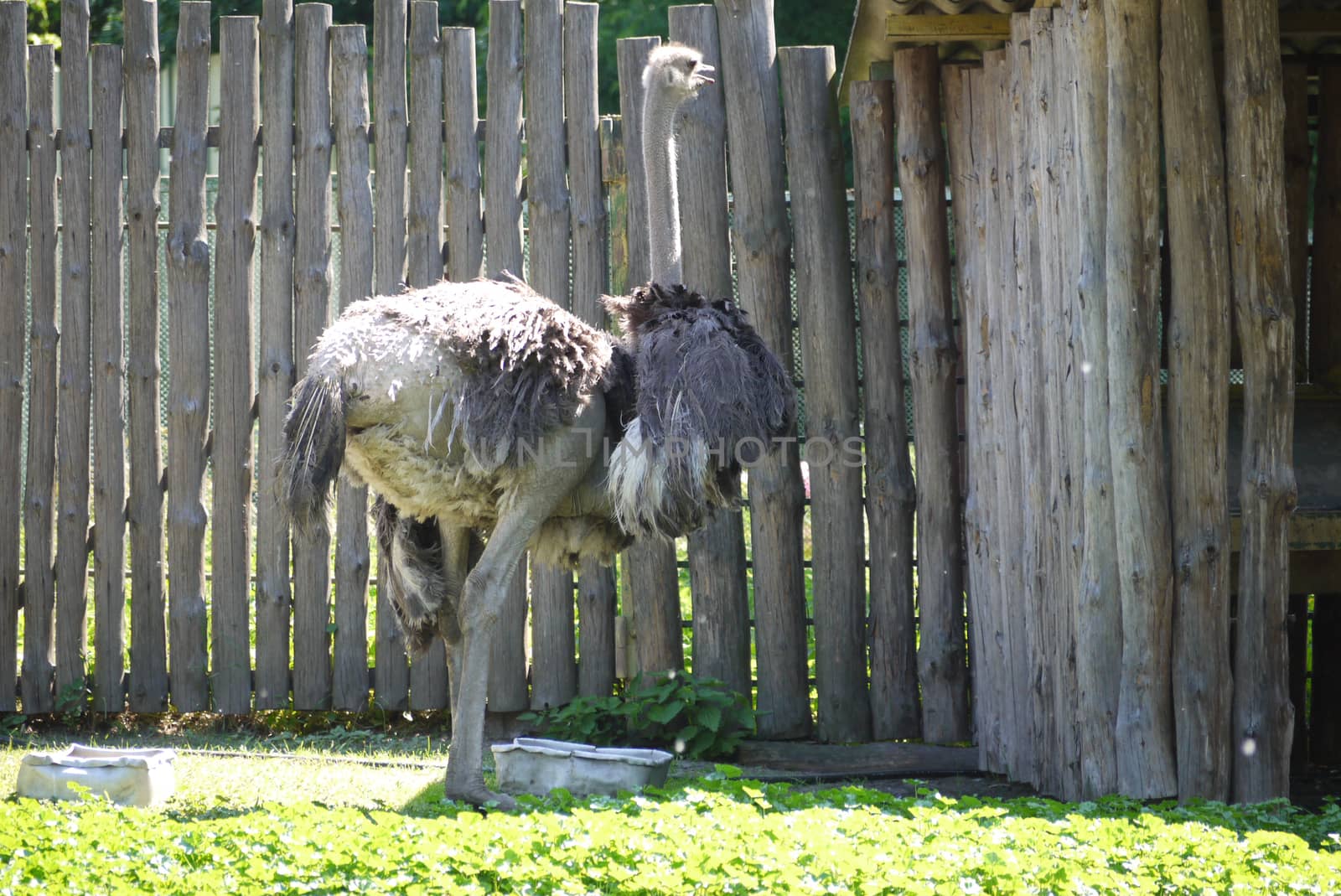 a large ostrich stands on the grass near the feeders in front of a wooden fence. zoo, nature reserve, place of family rest with children by Adamchuk