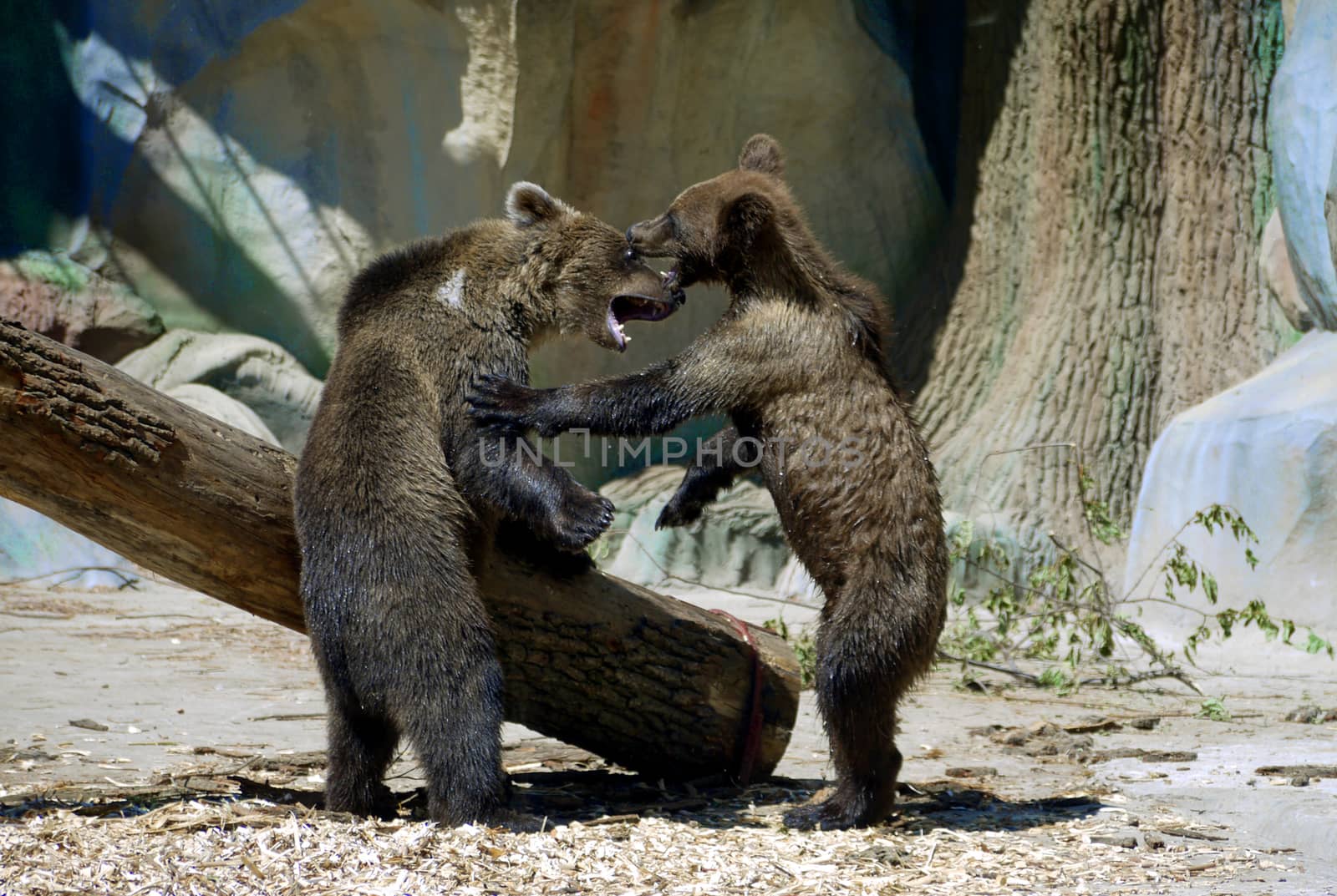 Two children of brown bear are playing at the zoo near a wooden  by Adamchuk