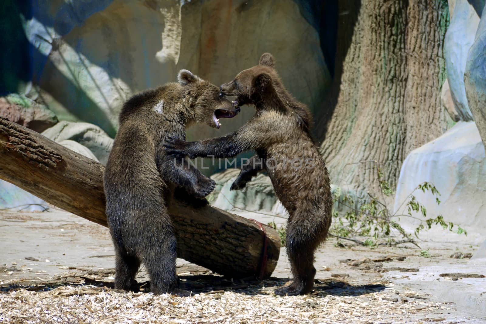 Two brown young cubs in the zoo growl at each other and push off with their paws.