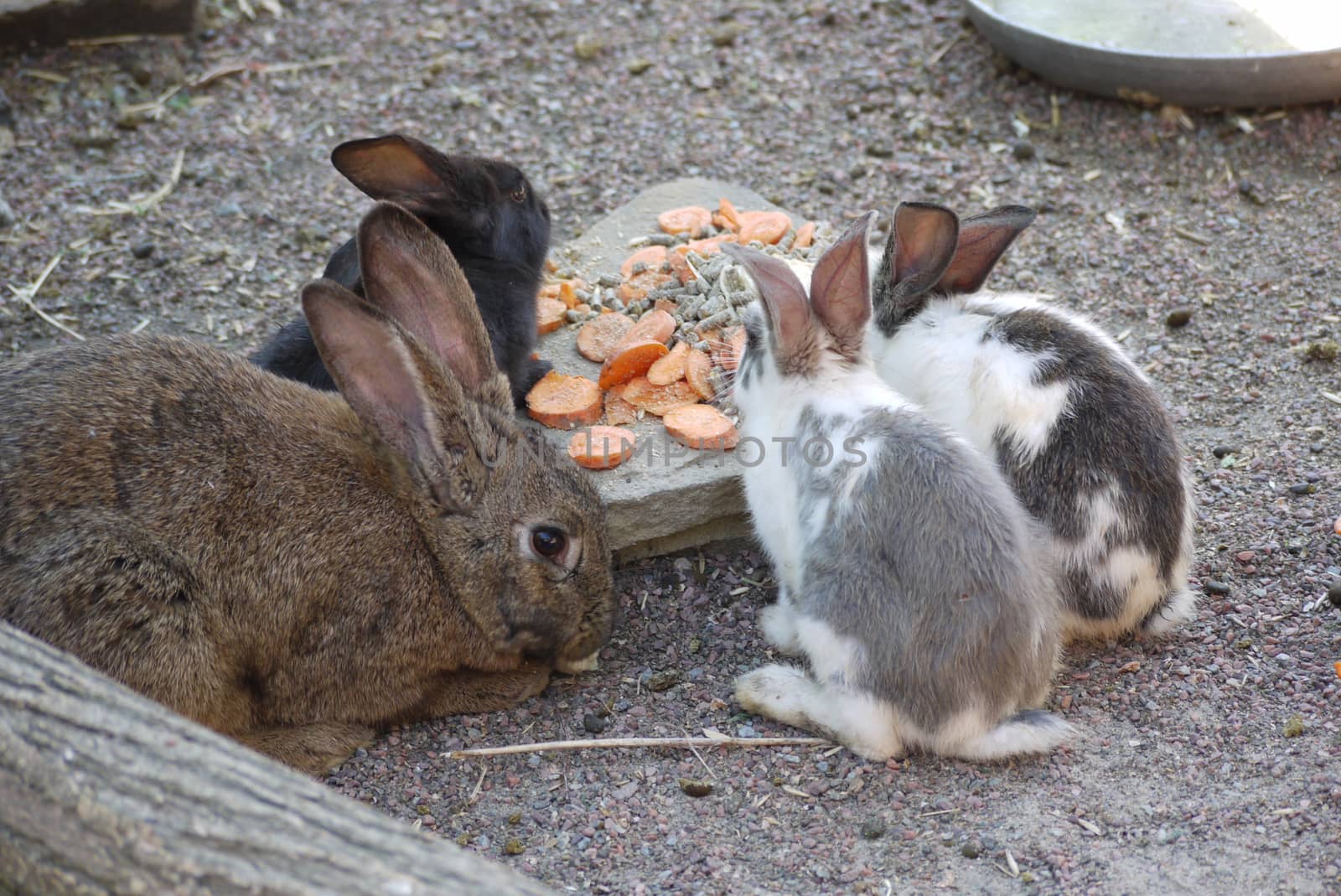 Lovely colorful rabbits eat carrots and other vegetables in front of visitors to the zoo