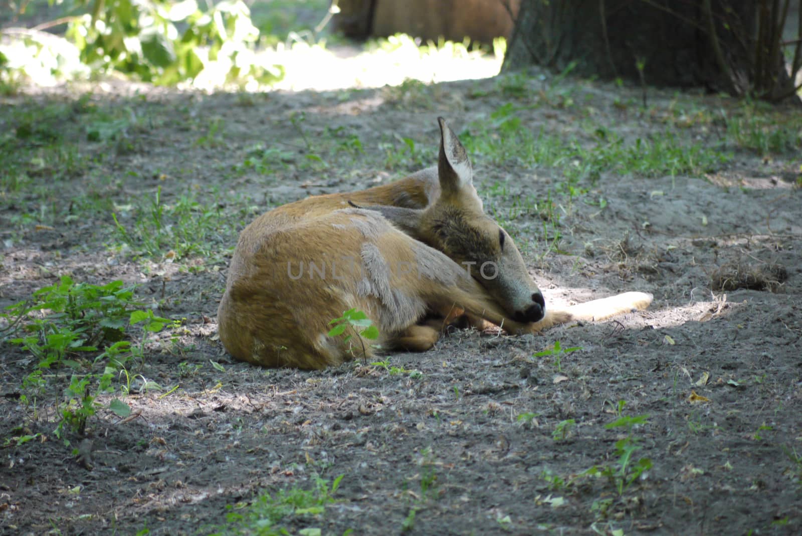 a deep sleeping young animal in a park hidden in the shade of a tree from the day sun
