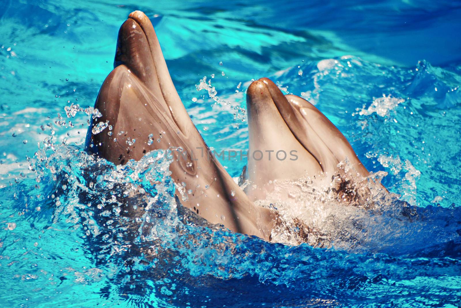beautiful sea mammals dolphins swirl in dancing splashing water