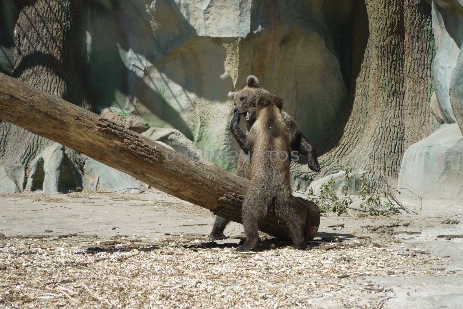 Two cubs of brown bear entertain the visitors of the zoo with their games
