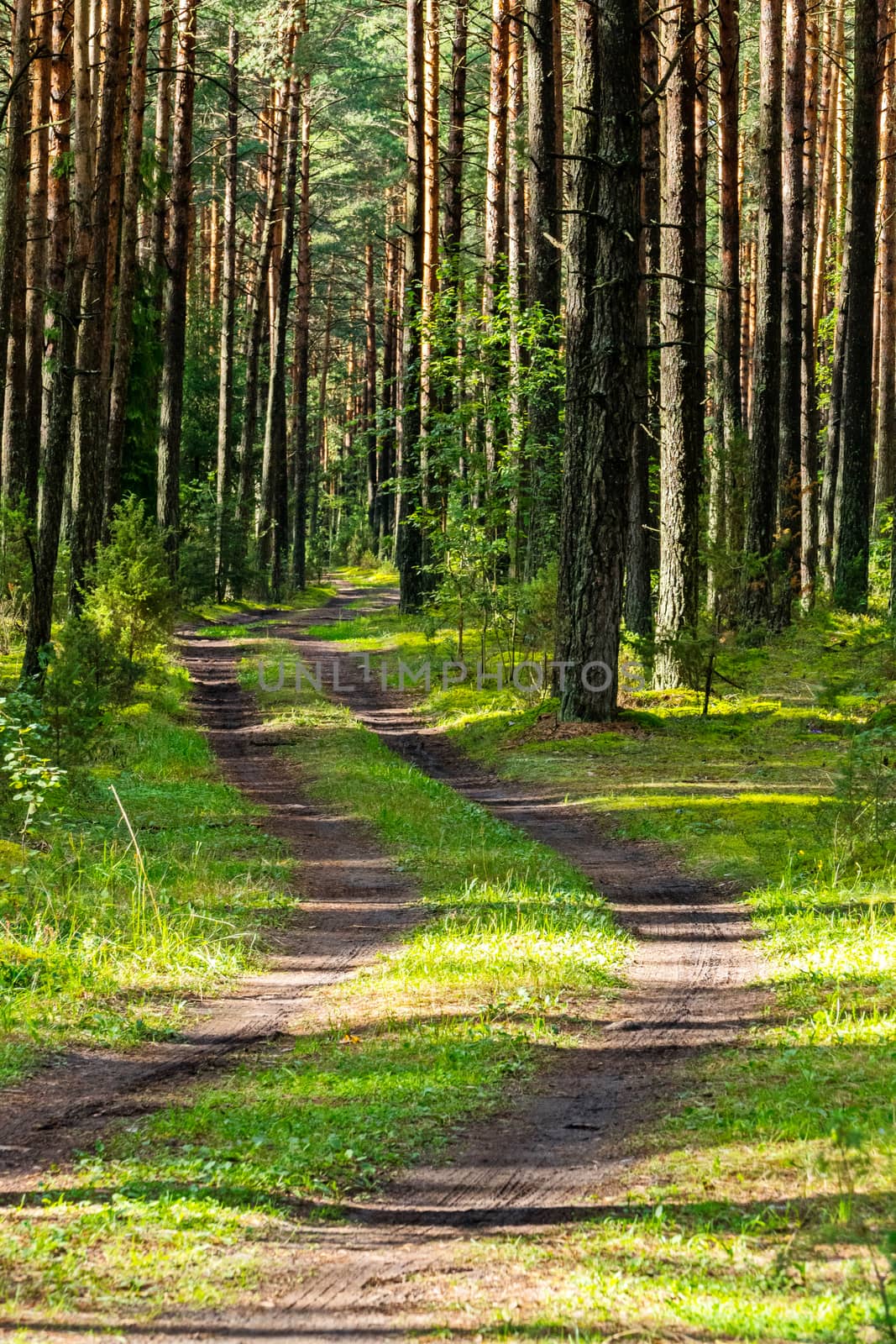 road in a pine forest rolled in cars among green grass