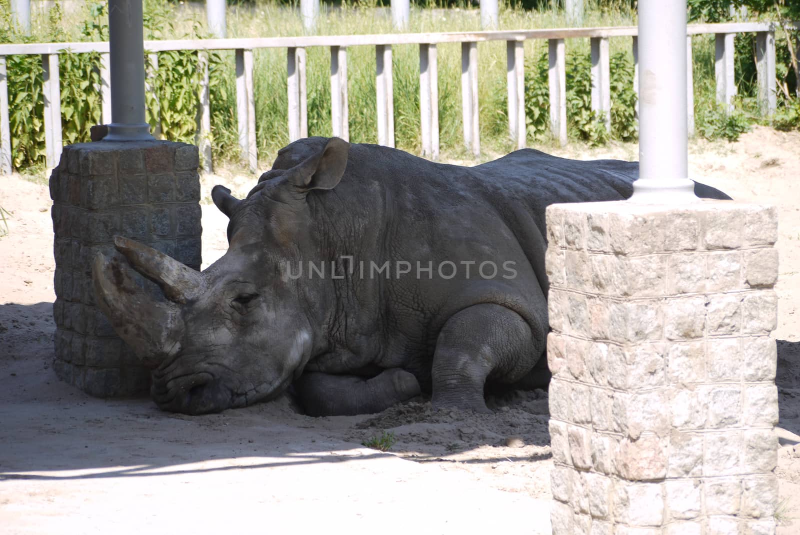The rhinoceros hid from the heat and the scorching sun in the shade of the canopy