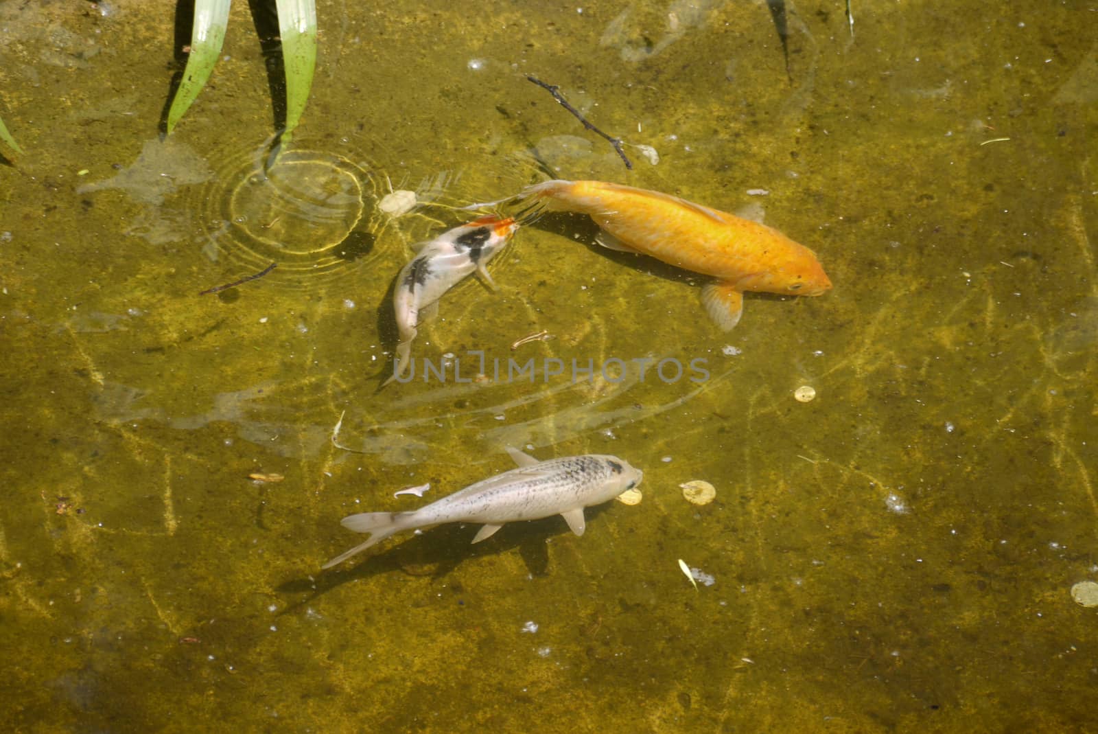 beautiful multi-colored fish floating in small in transparent water