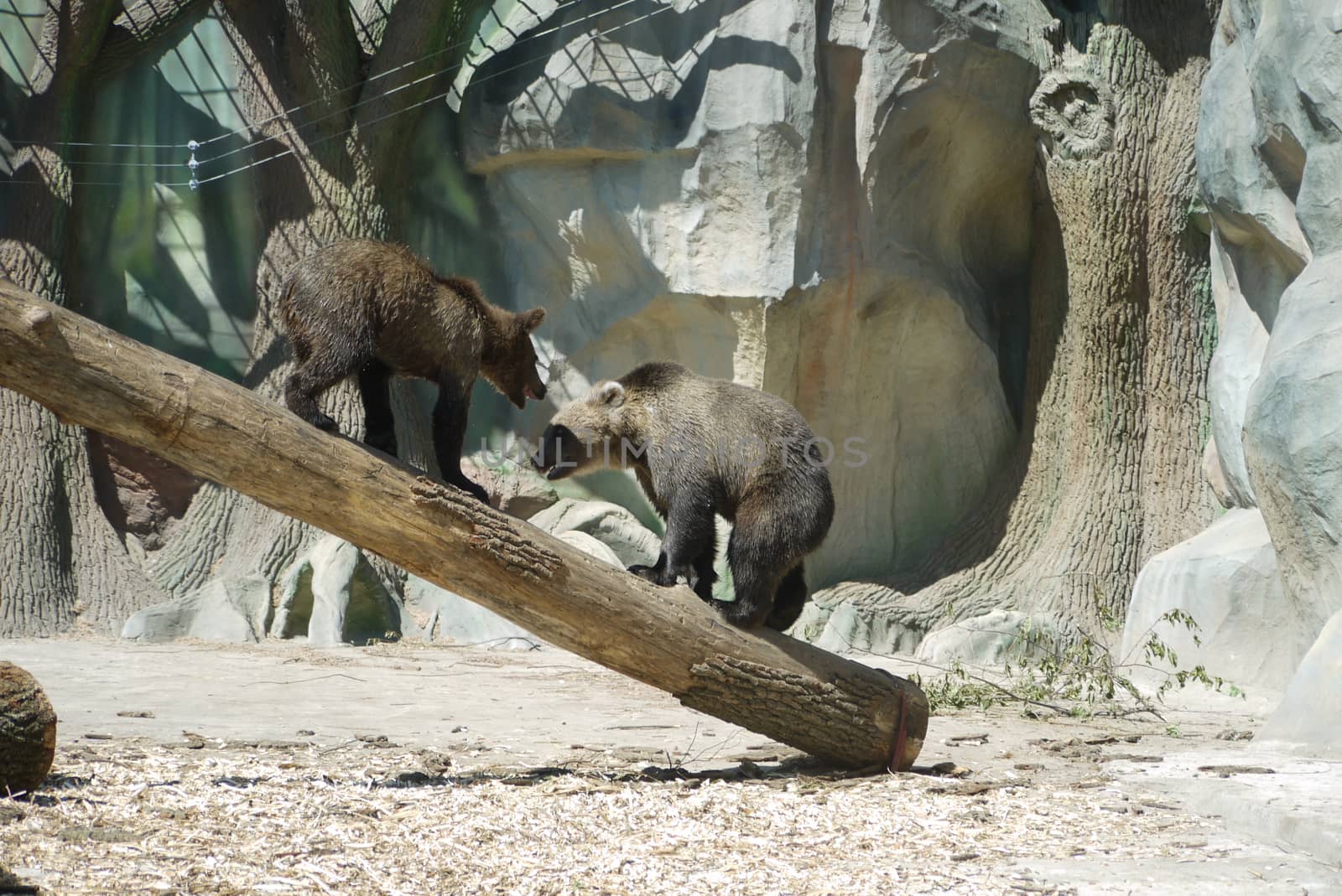 Two small beautiful bear cubs are played with each other sitting on a wooden bar