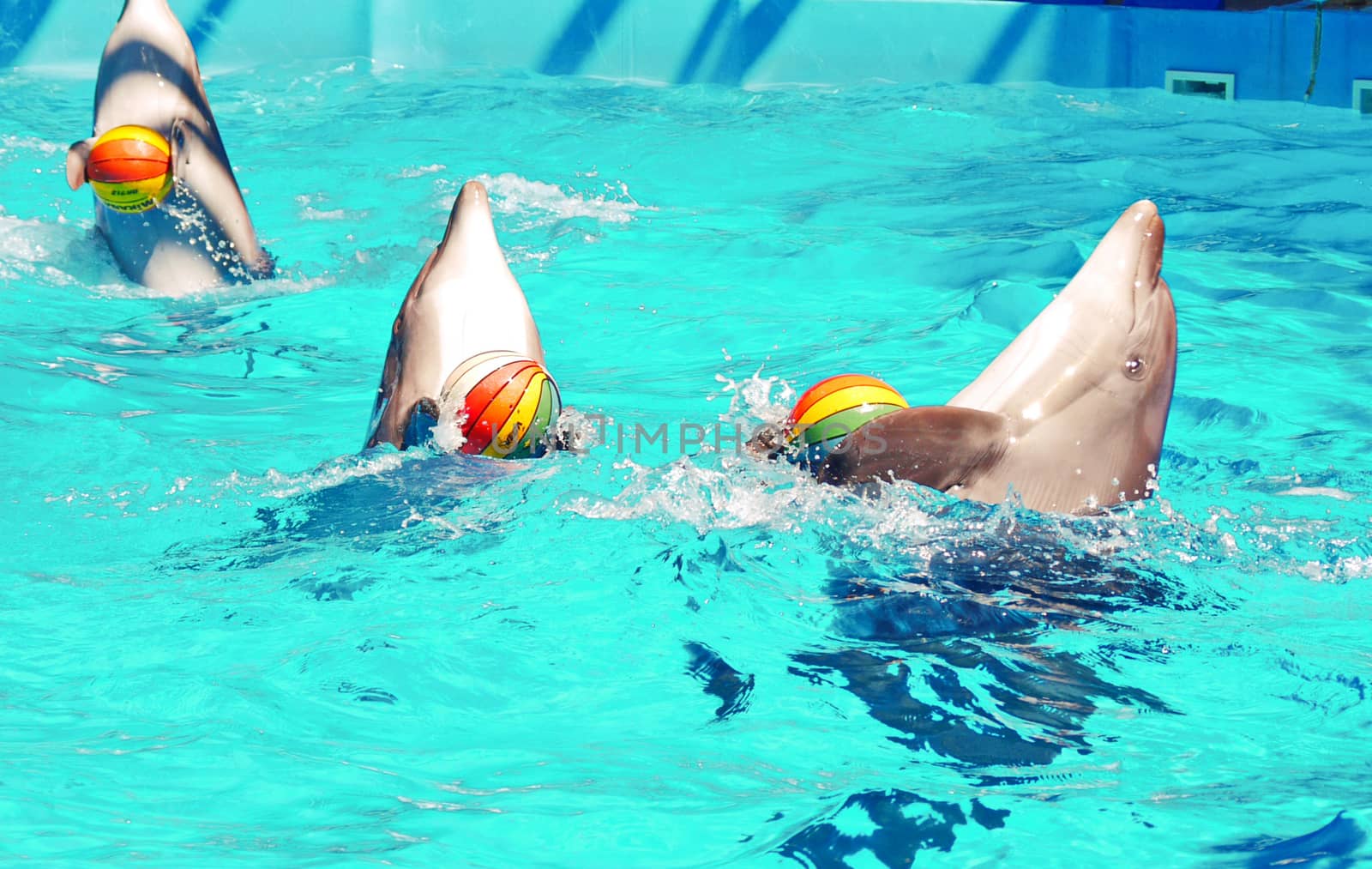 handsome dolphins giving a presentation with colorful balls in the transparent pool water