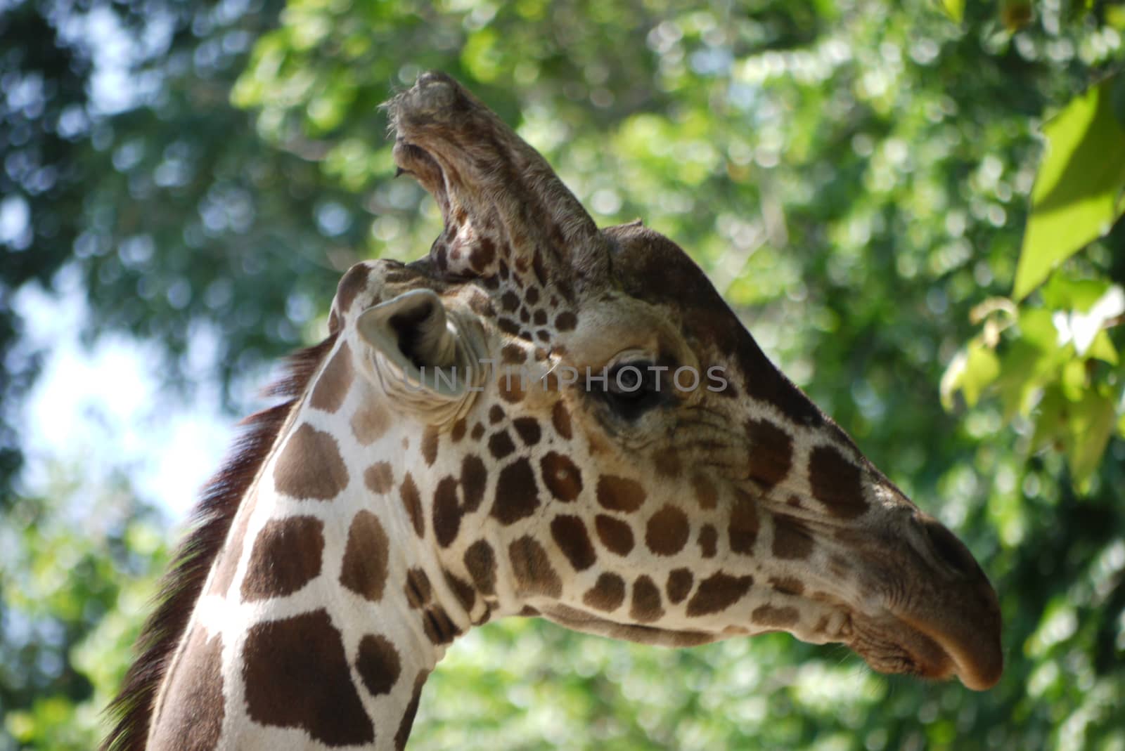 A beautiful giraffe looks cautiously aside whether everything is around
