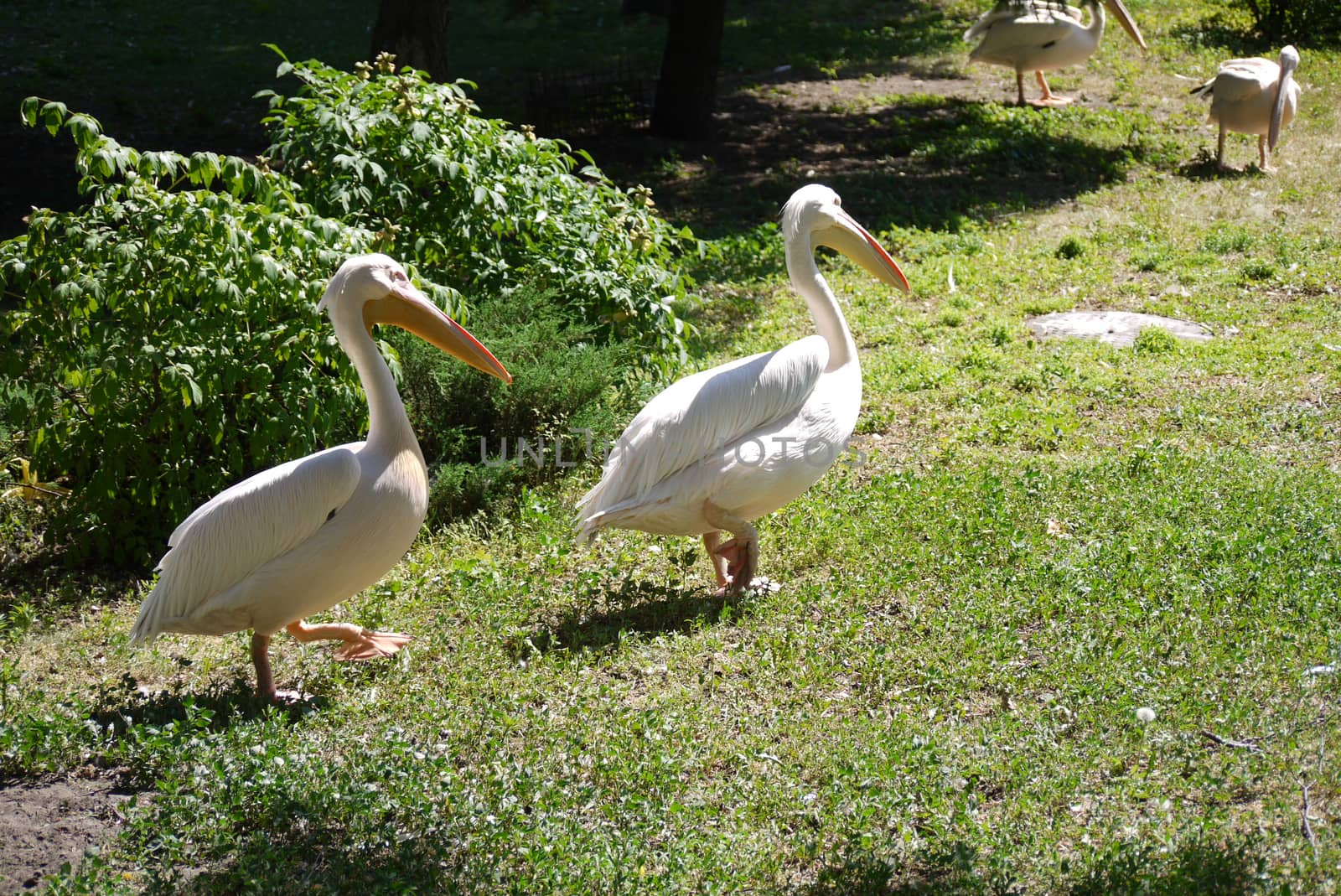cheerful pelicans walking along the green grass in the park under the summer sun