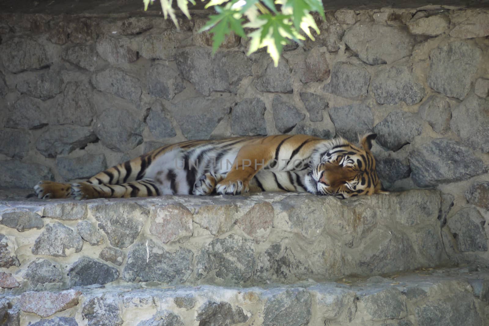 the dream of a carnivorous striped tiger beast on a rocky outing at the zoo