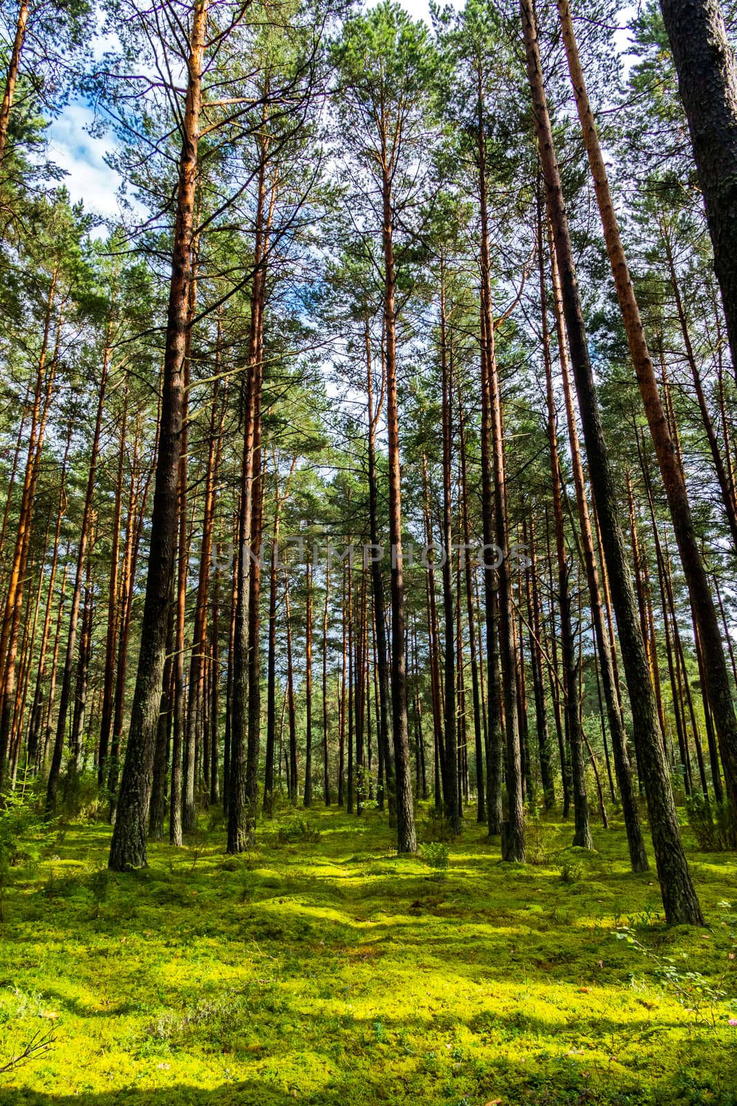 tops of a pine forest on a background of a blue sky under green grass