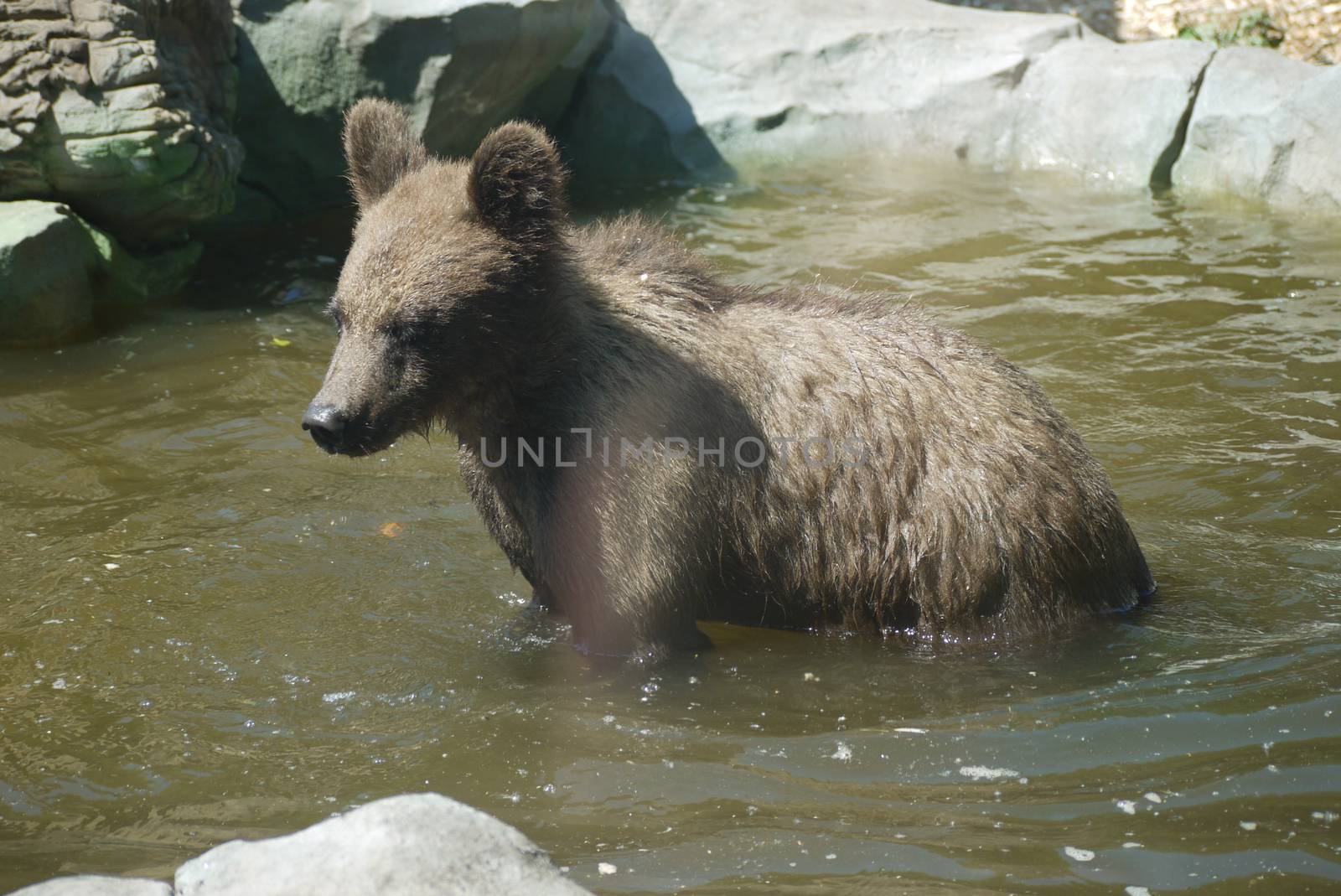 a little bear cub in the summer heat bathing in the water squeezed his eyes from pleasure