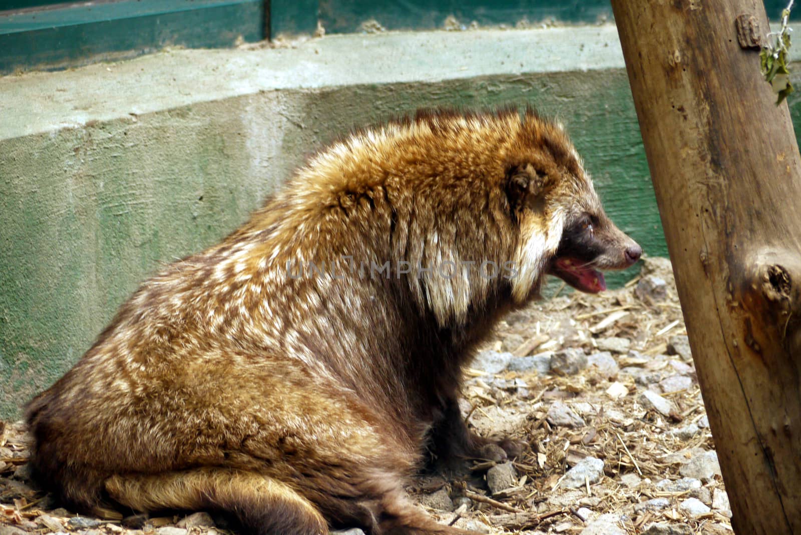 Sweet fluffy animal tends to sleep under the rays of hot sun in the enclosure of the zoo