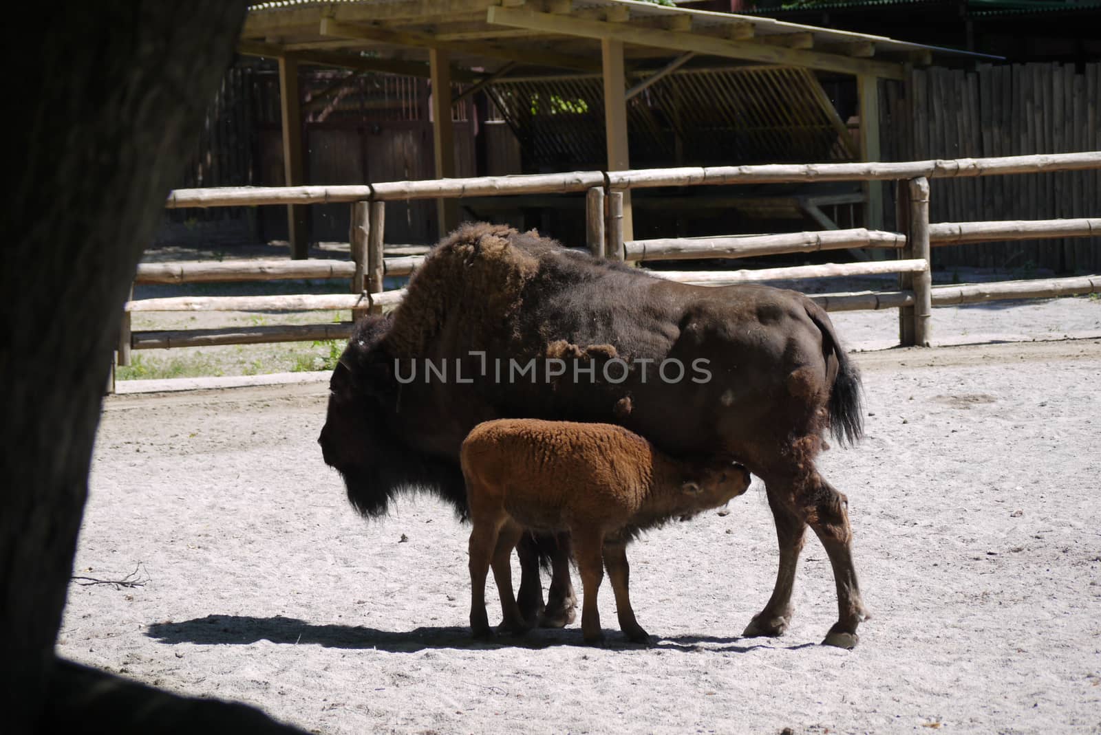 A huge female bison with a baby nursing mother's milk. Beautiful animals which can be examined in detail at the zoo.