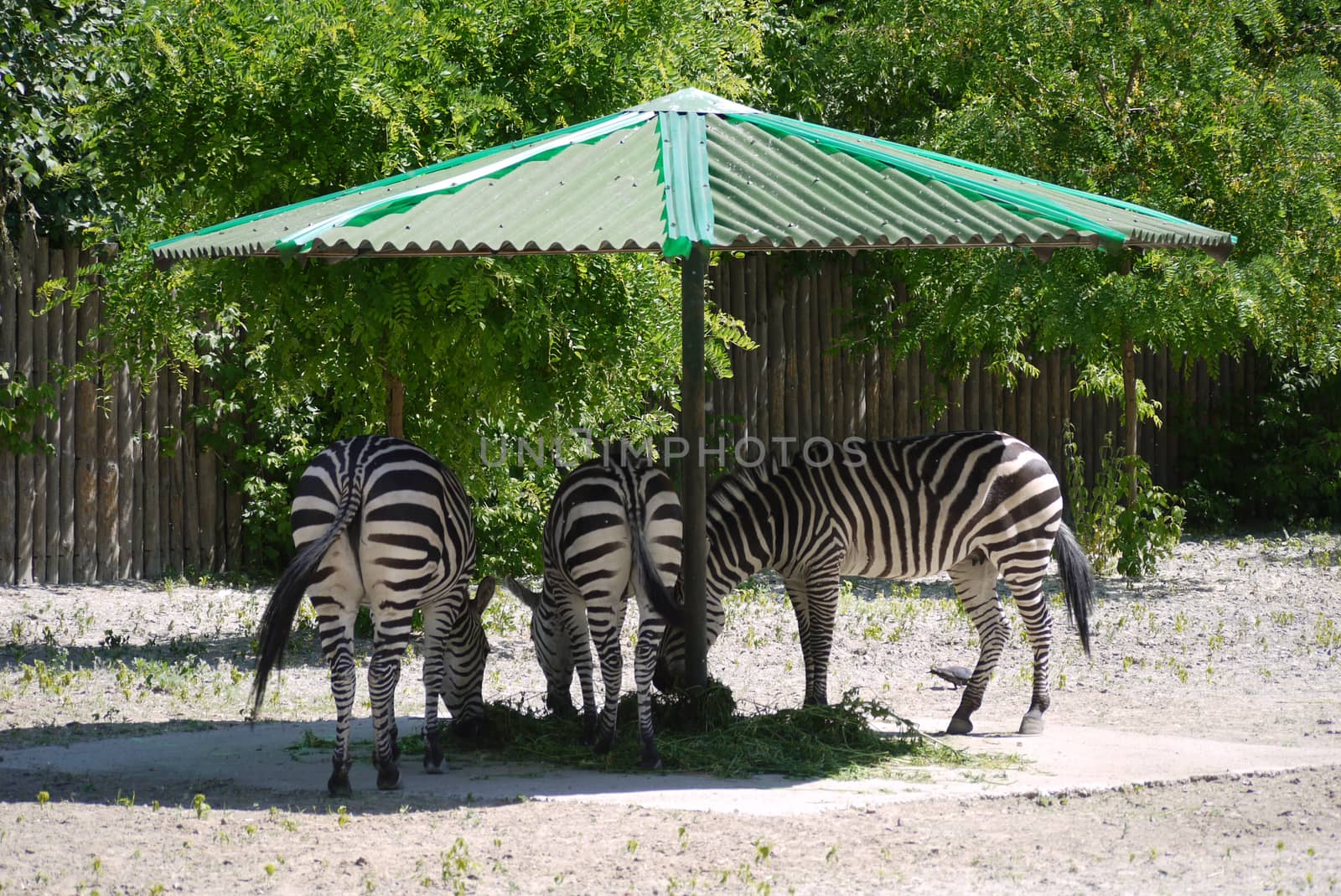 striped zebras savor juicy grass in the shade under a green umbrella in the zoo