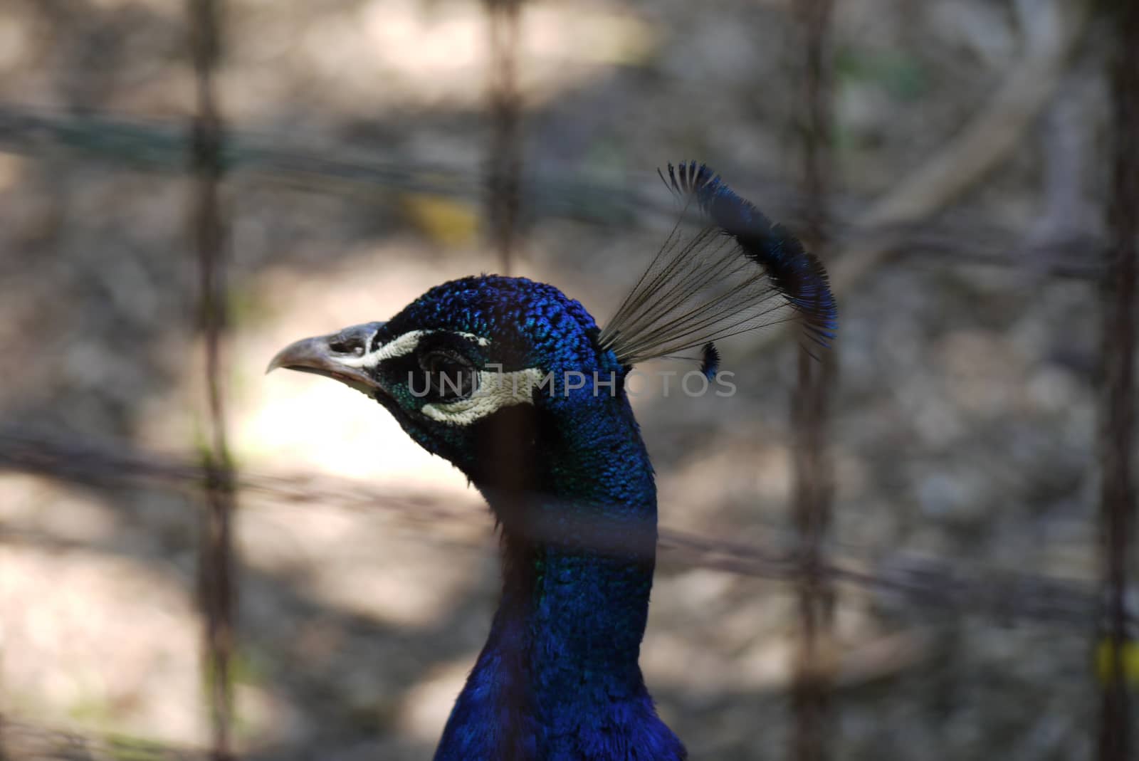 Beautiful with dark blue feathers head of a pheasant with bristles sticking out on the crown. Gently looking out of the fence.