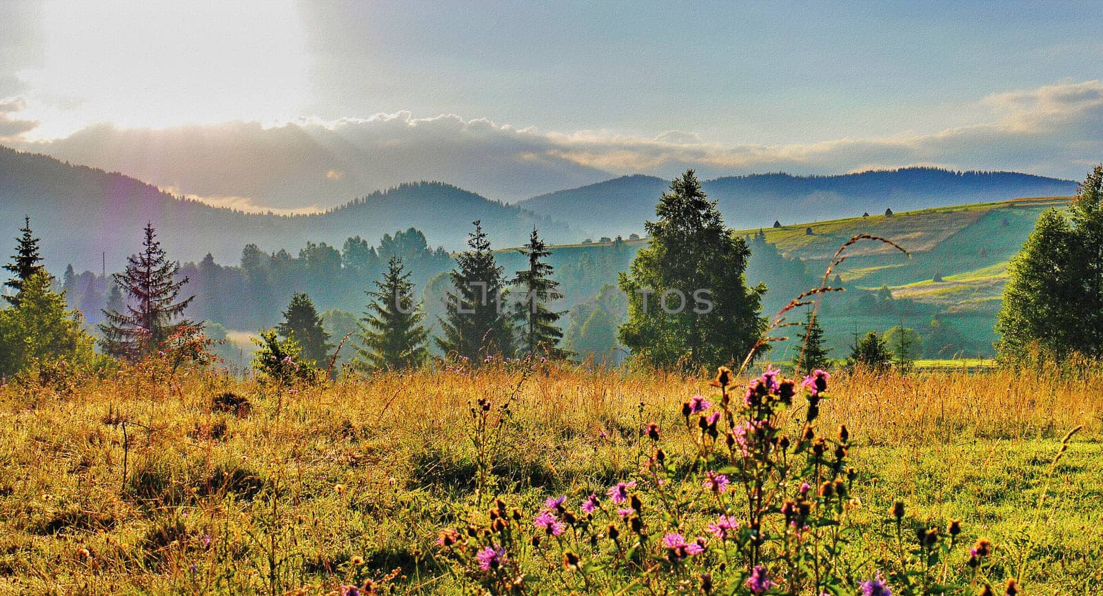 Dawn in the field with blooming herbs overlooking the green mountains