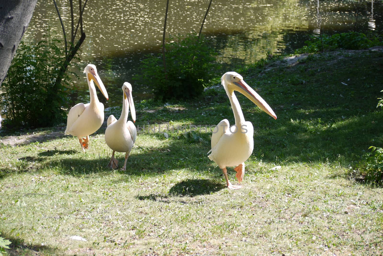 Three white pelicans walking along the grass from a green pond