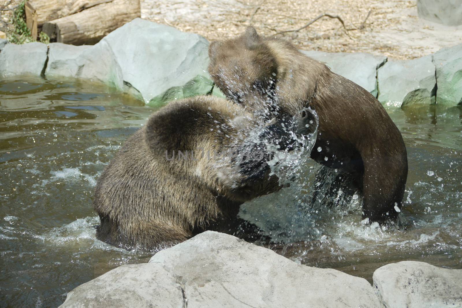 Bears are played with each other in the water against a background of stone blocks