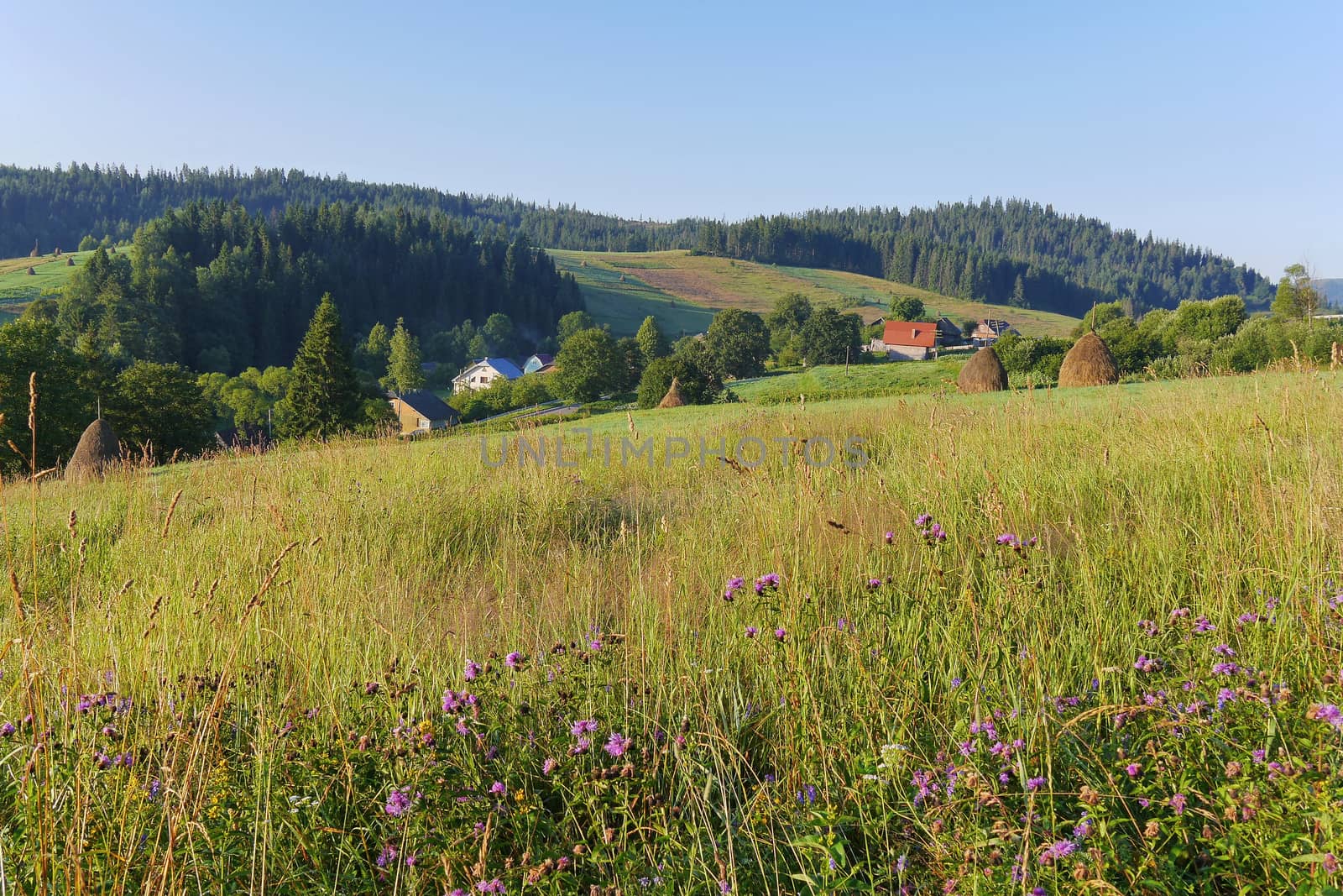 delicate and beautiful wild flowers on the hillside against the backdrop of the roofs of houses drowning in green trees