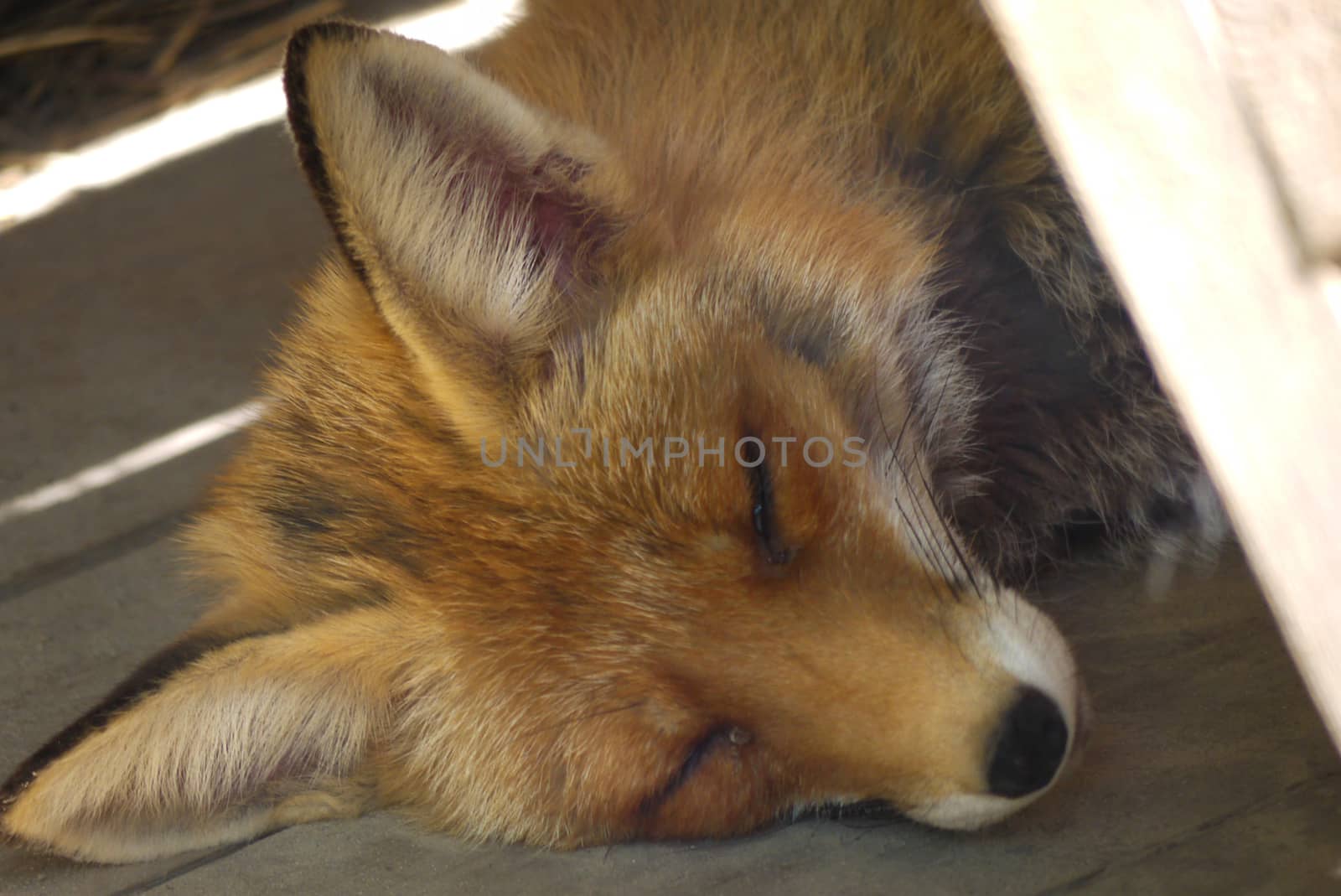 Close-up of a sleeping fox in the rays of sunlight with a skin of orange