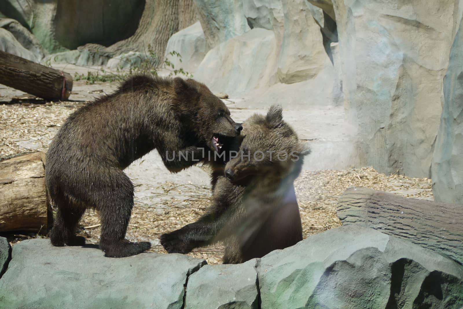 on the stones in the zoo a bear cub roars in his brother's ear