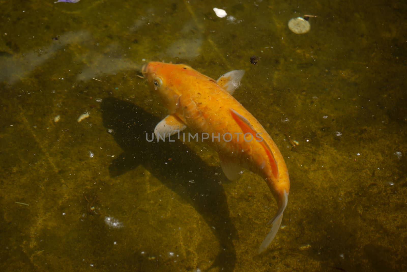 The golden carp kio adorns a pond gracefully burning under clear water