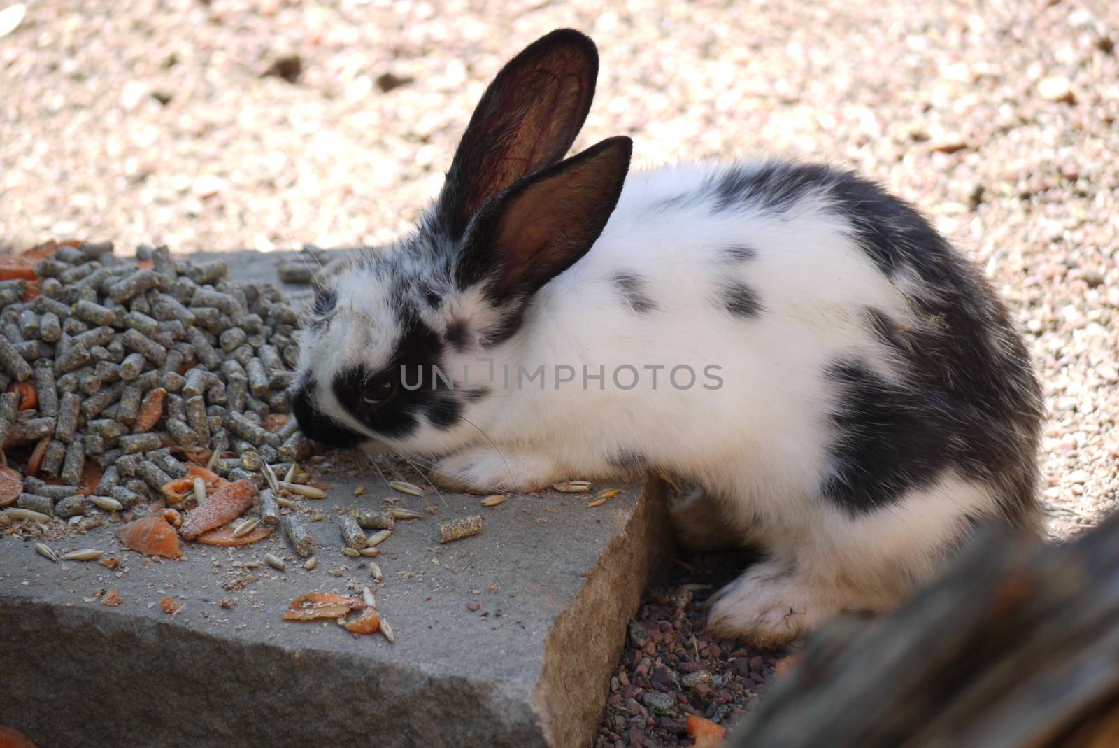 Lovely white with black spots rabbit pricked up ears and gingerly eats food glancing around.