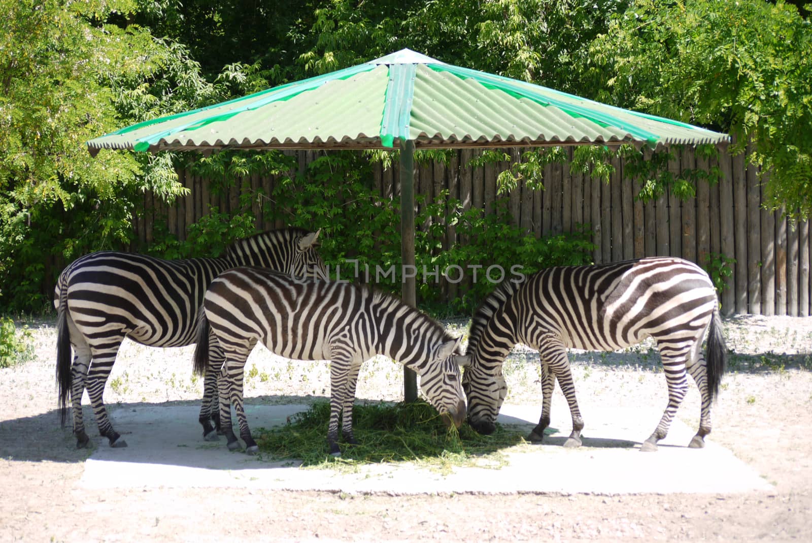 striped zebras chewing delicious grass in the shade under a canopy