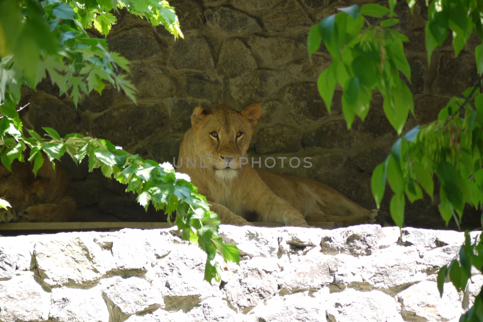 the lioness lies in the shadow of the enclosure surrounded by green branches. zoo, place of family rest with children
