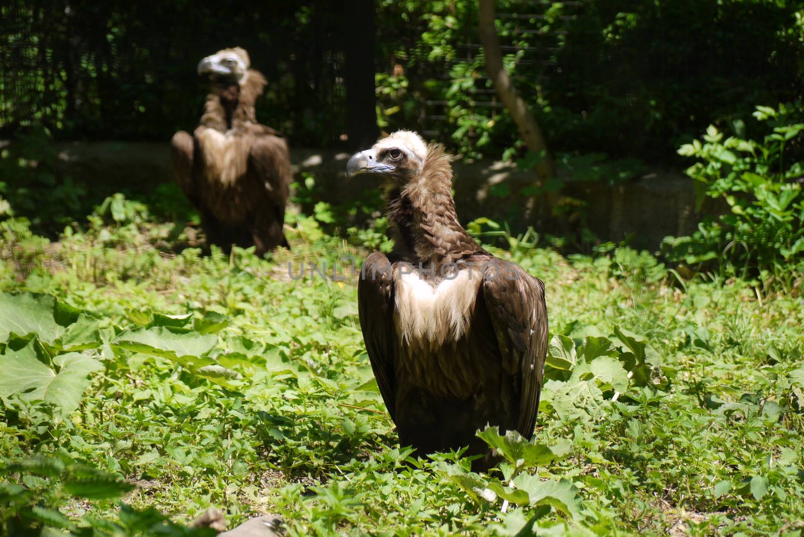 Two brown vultures look closely at the one who takes them off. Somehow does not cause them a look of confidence