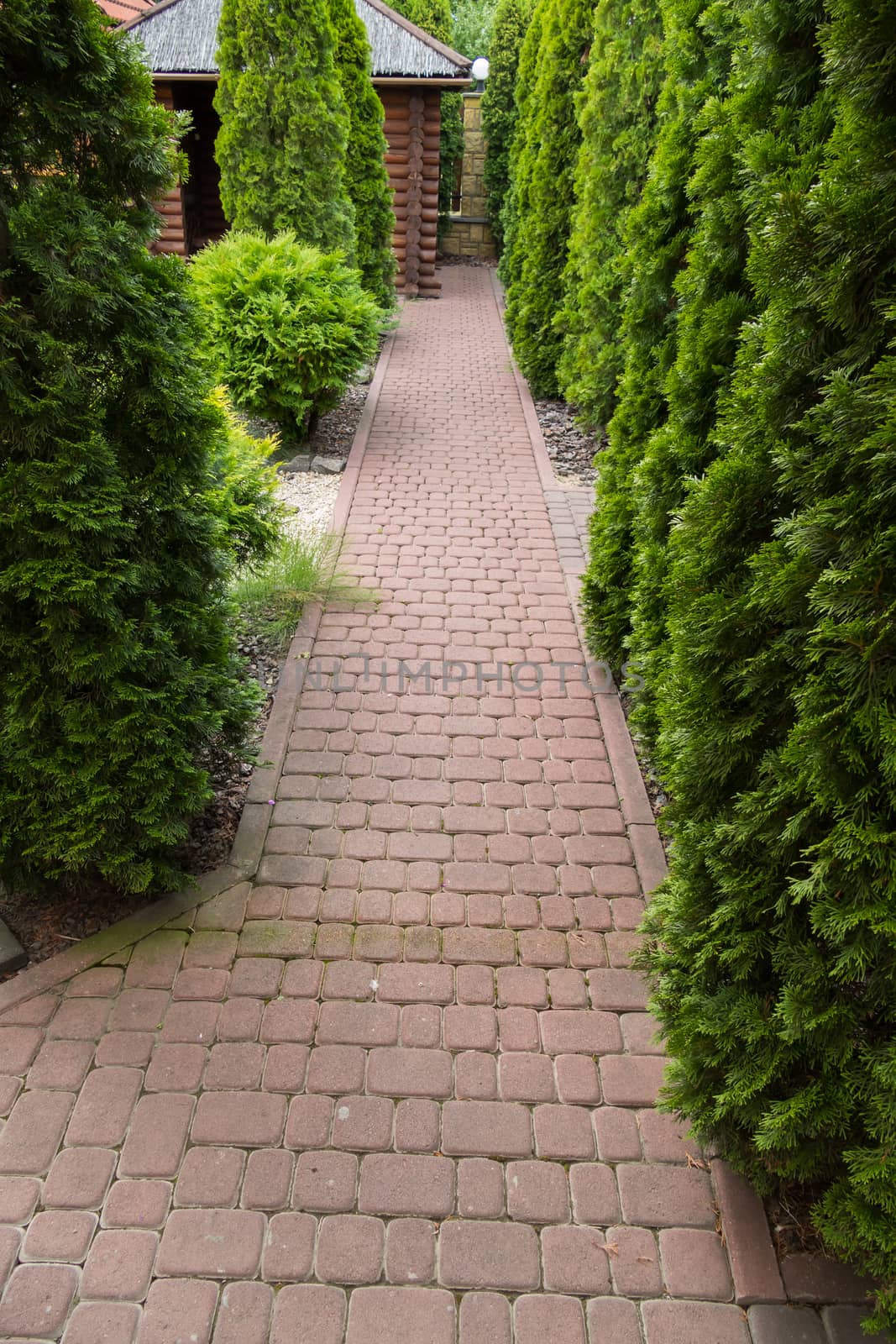 a cobbled alley to a wooden house with high tuja by Adamchuk