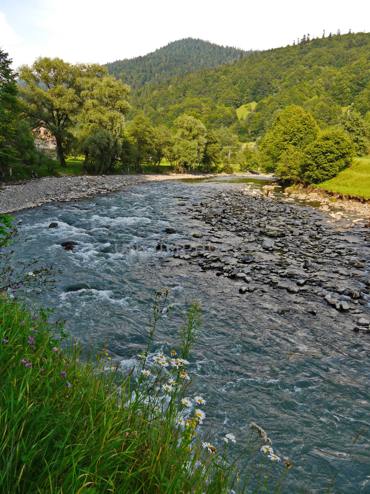beautiful and gentle daisies growing on the shore of a shallow but clean mountain river