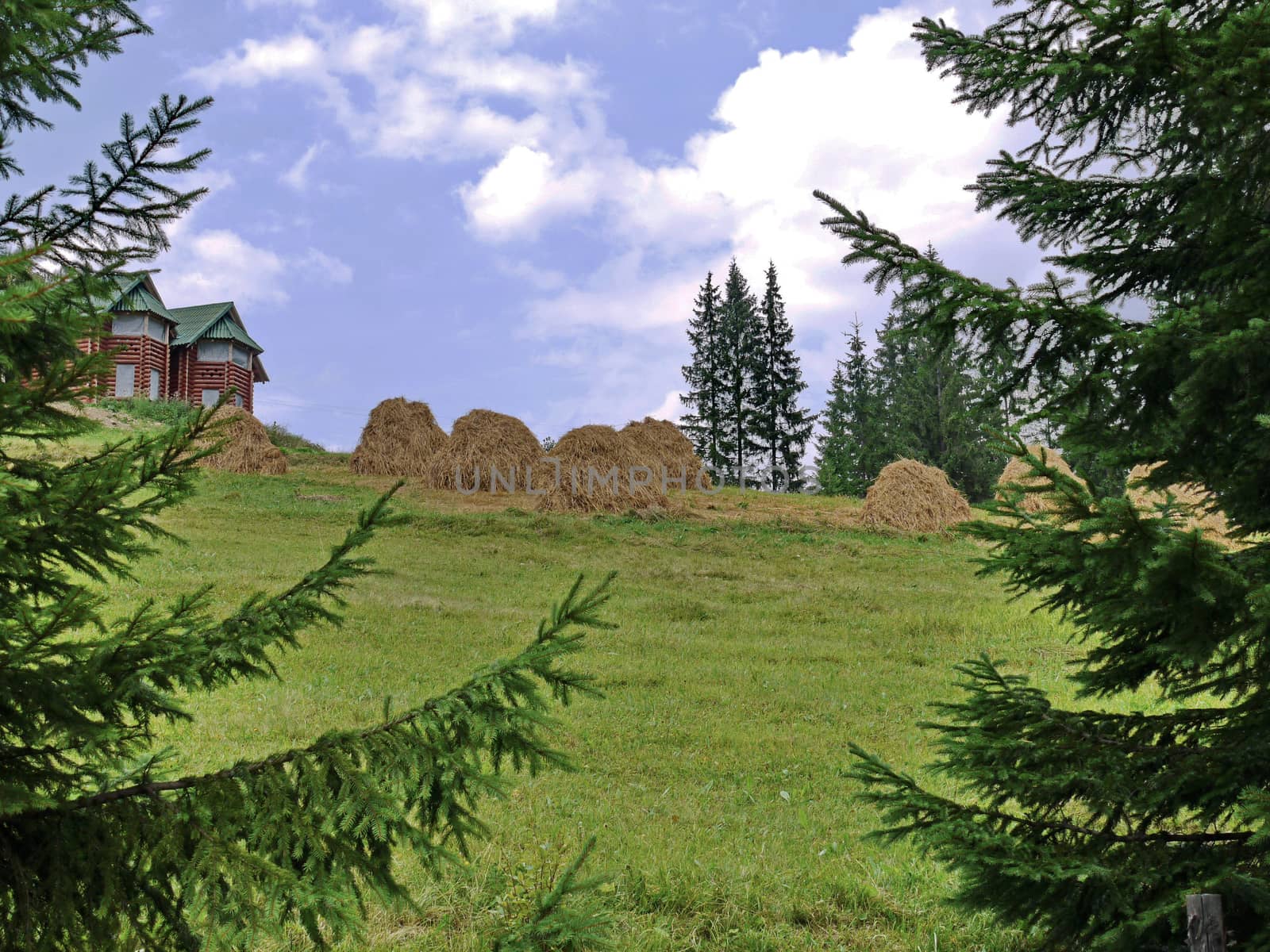 Forest area with hay stumps and a view of the country house in the paws of firs