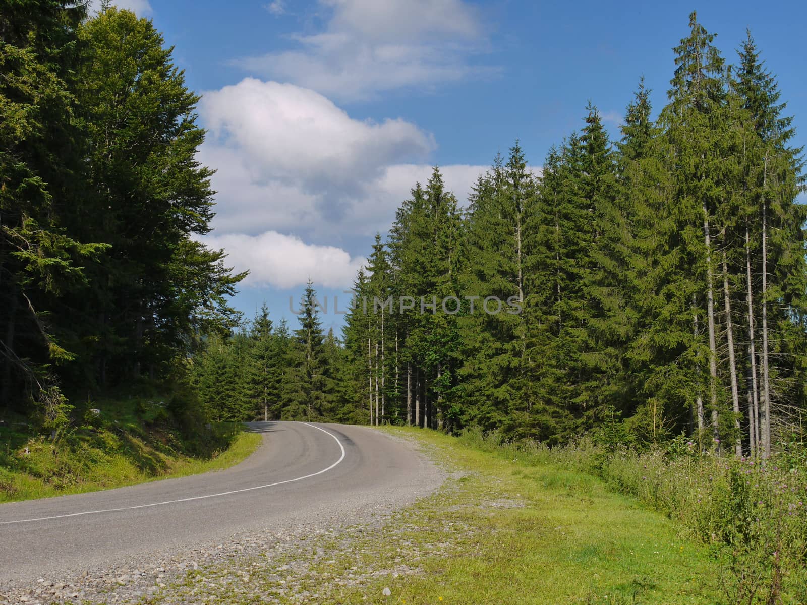 turn left on a forest asphalt road along green pines under a blue cloudy sky. place of rest, tourism, picnic