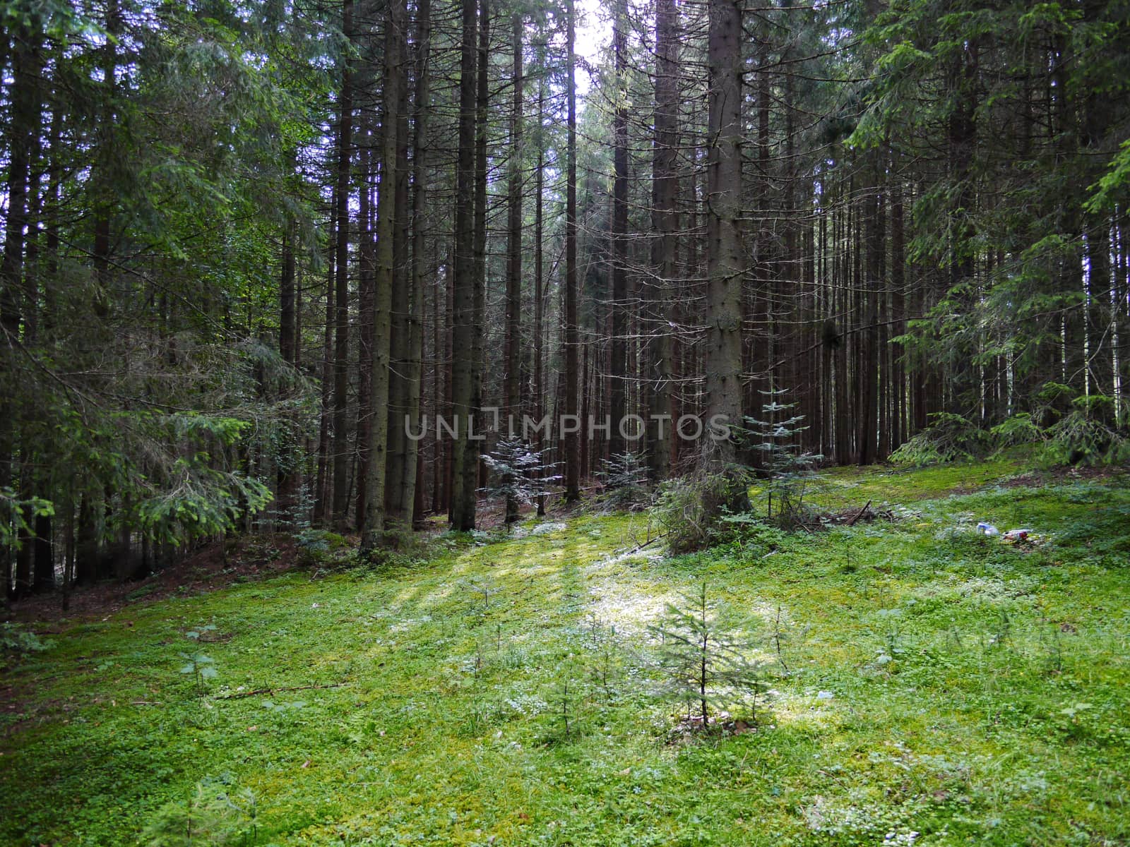 A spacious green forest glade against the backdrop of enchanting hibernating trees. A place to relax for children and adults