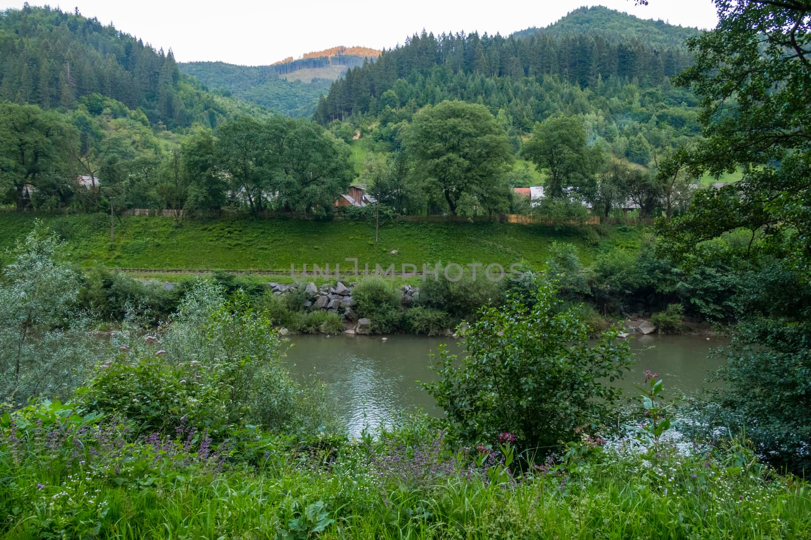 mountain river with stone banks against the backdrop of a pine forest by Adamchuk