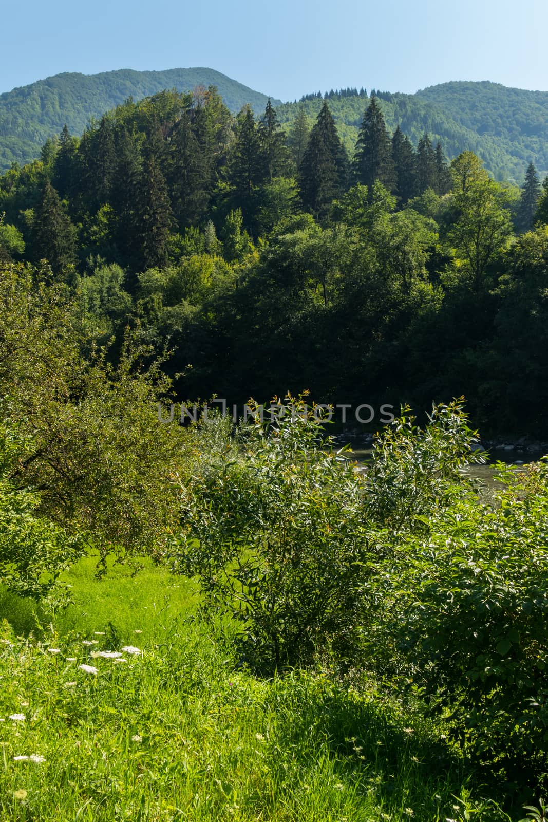 slope with bushes in a valley to a mountain river. The wild greens of the mountains are enchanting