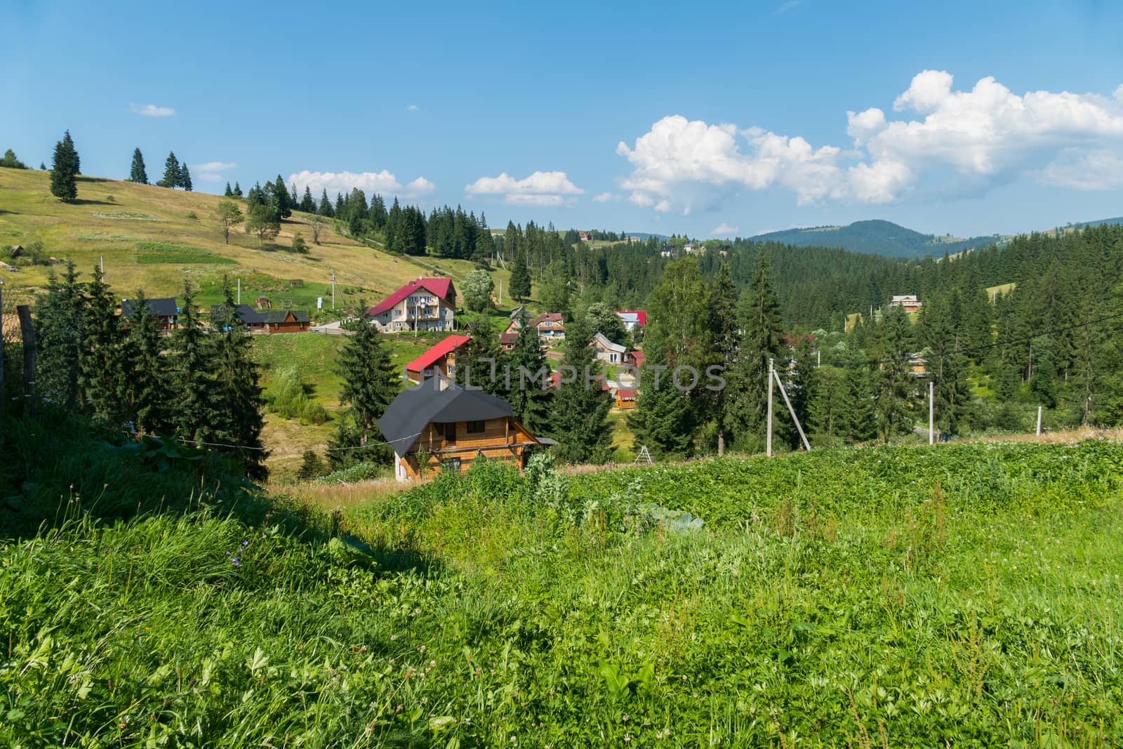 a magnificent landscape of pointed peaks of pine trees in their shade against the background of distant mountains