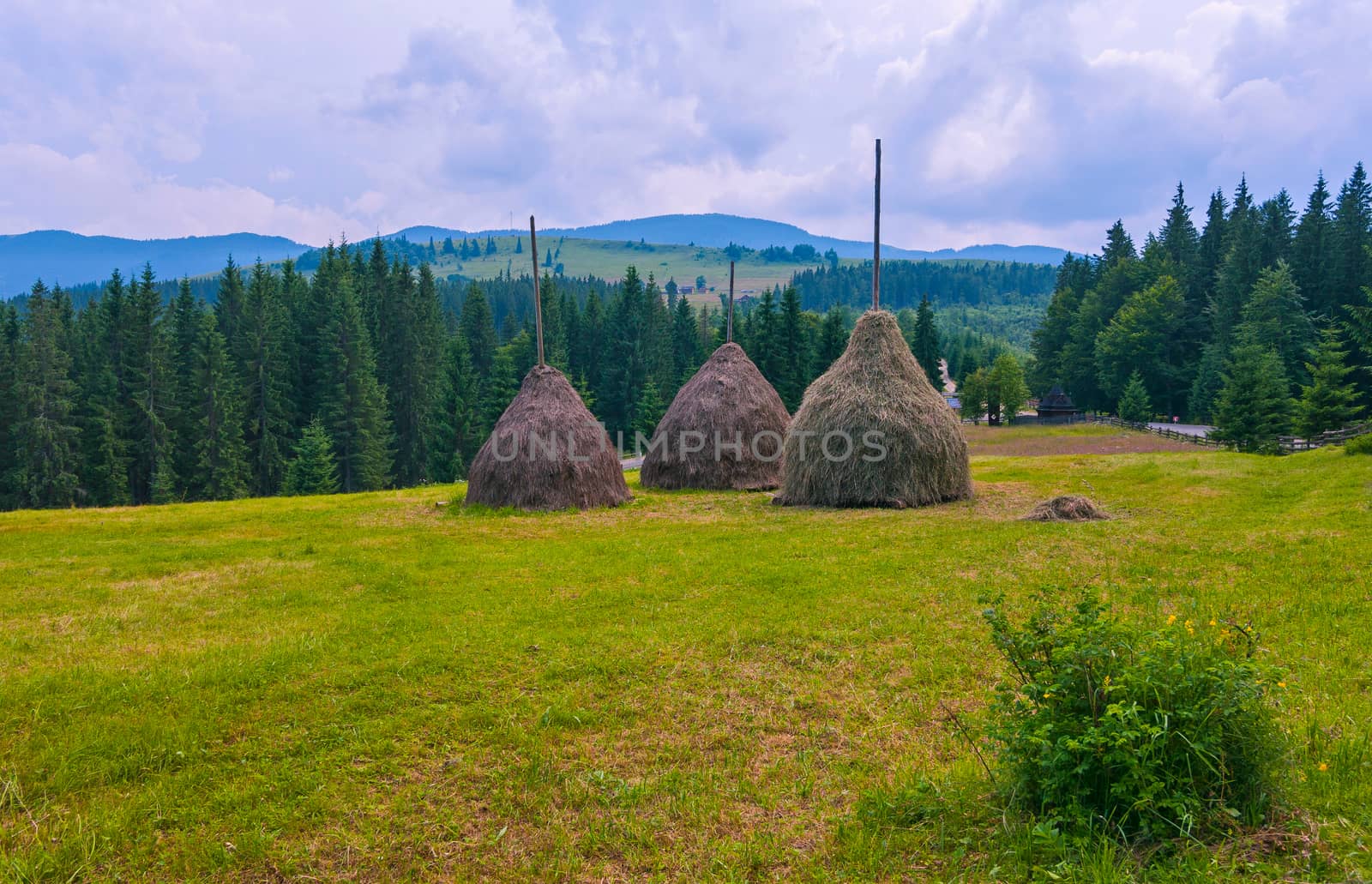 High haystacks in a meadow surrounded by tall firs and mist-covered mountain peaks under a blue cloudy sky. a place of rest, tourism and picnic