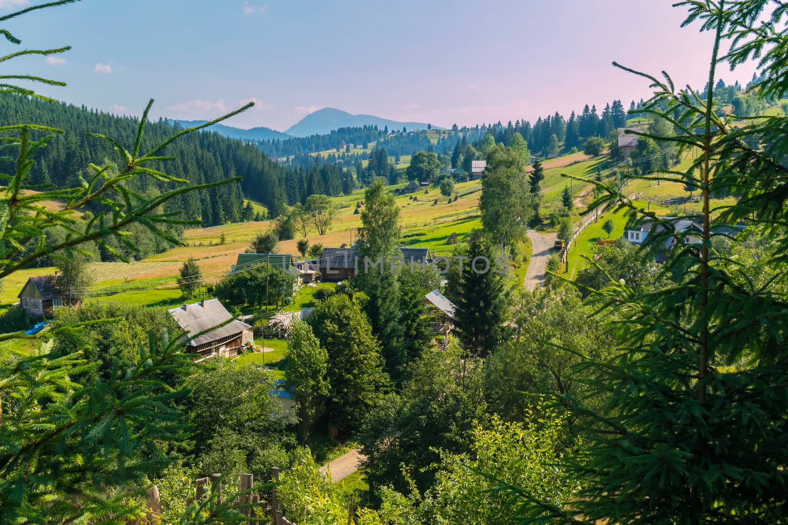 Carpathian village with high fir trees in the foreground