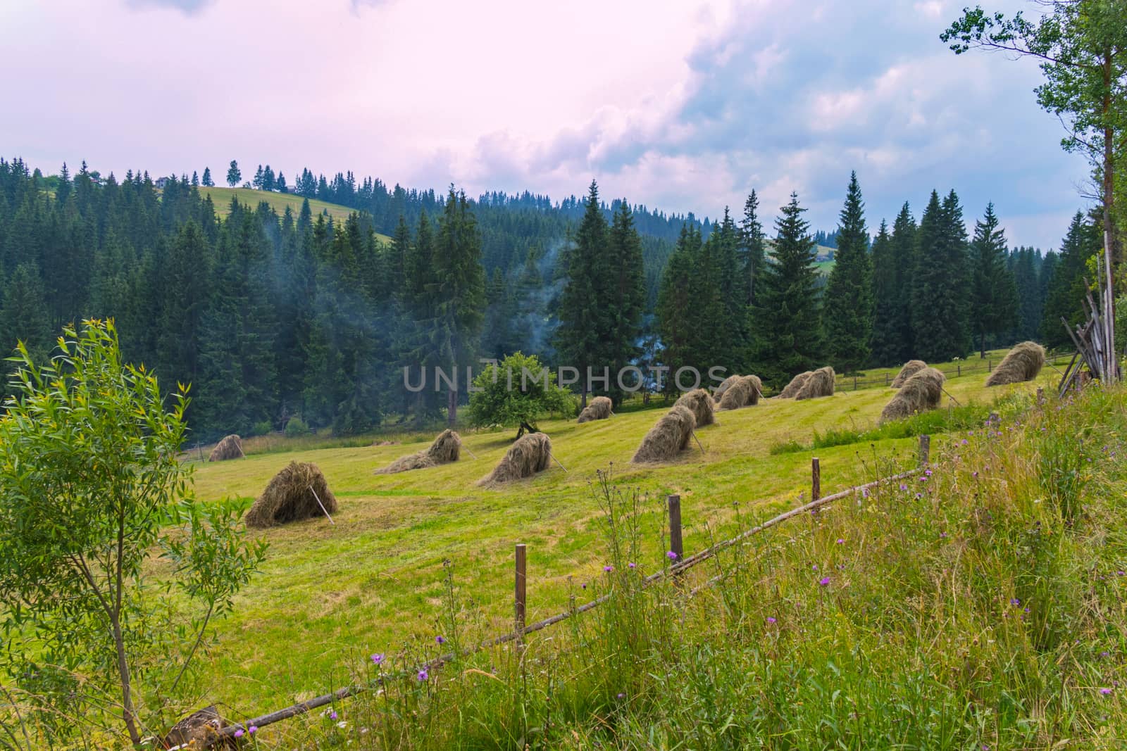 A field with many haystacks that dry out in the sun