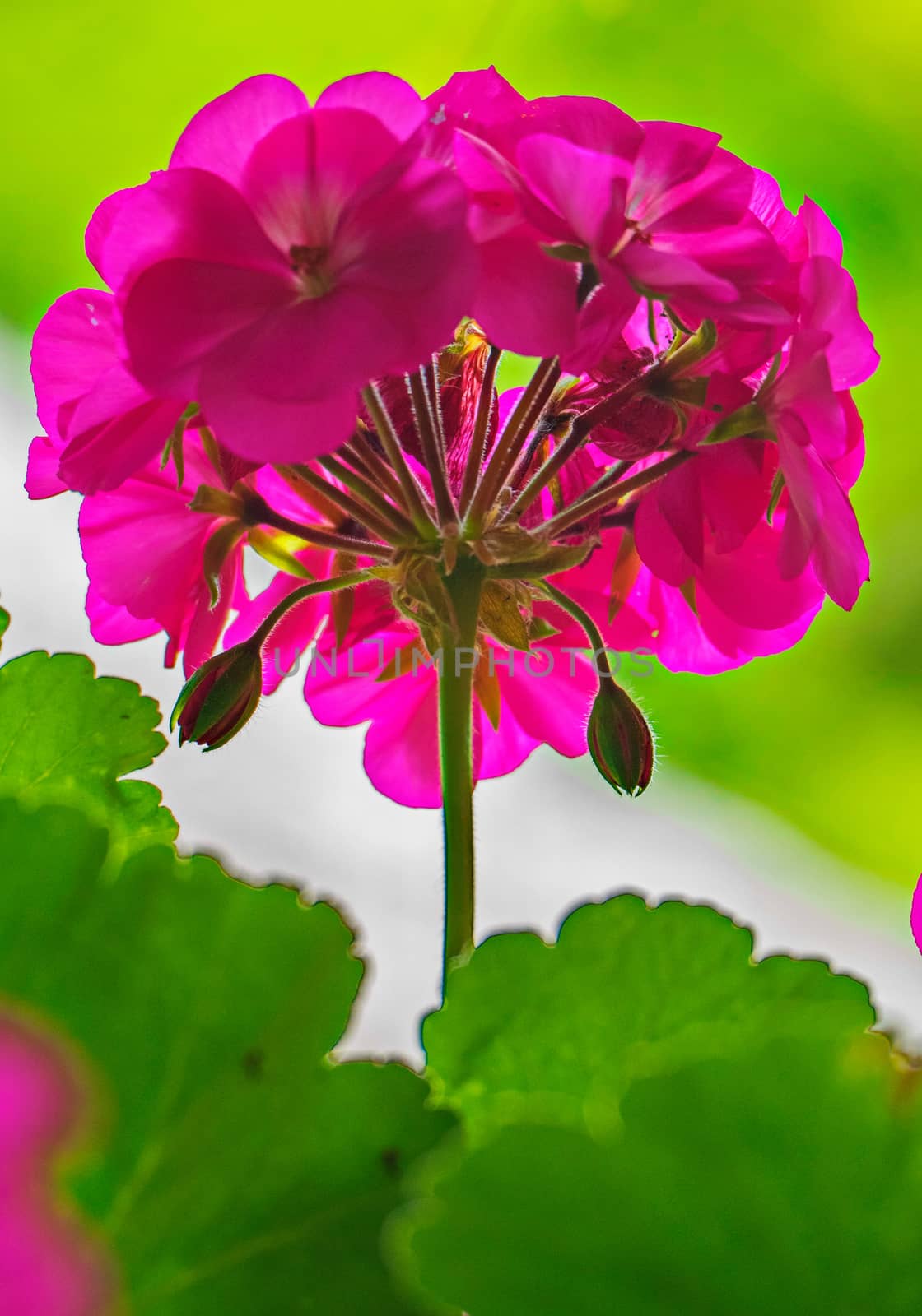 inflorescence of a pink flower with several undisclosed buds with bright green succulent leaves
