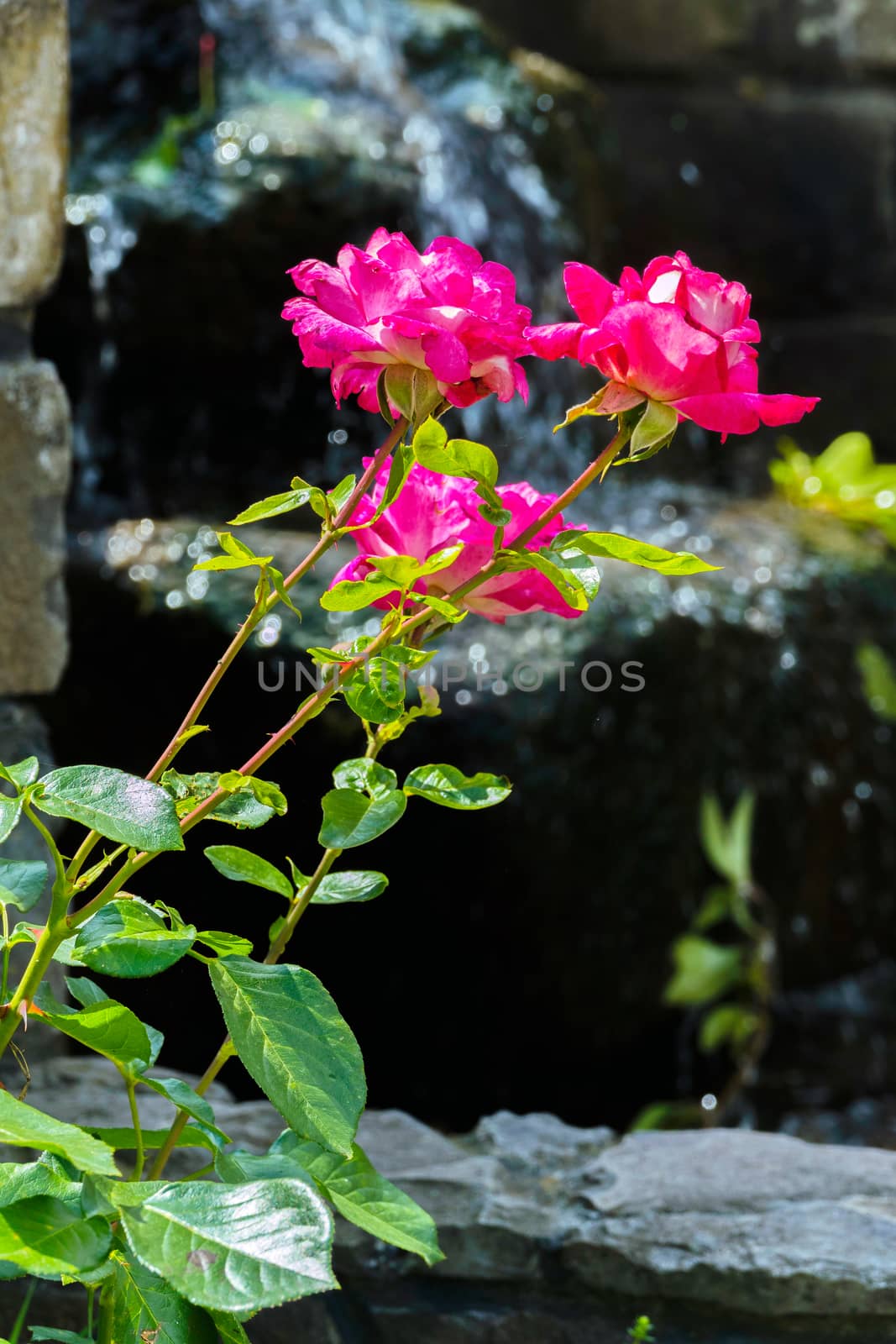 A beautiful bush of tender roses with beautiful petals a thin stalk with thorns and a charming smell.