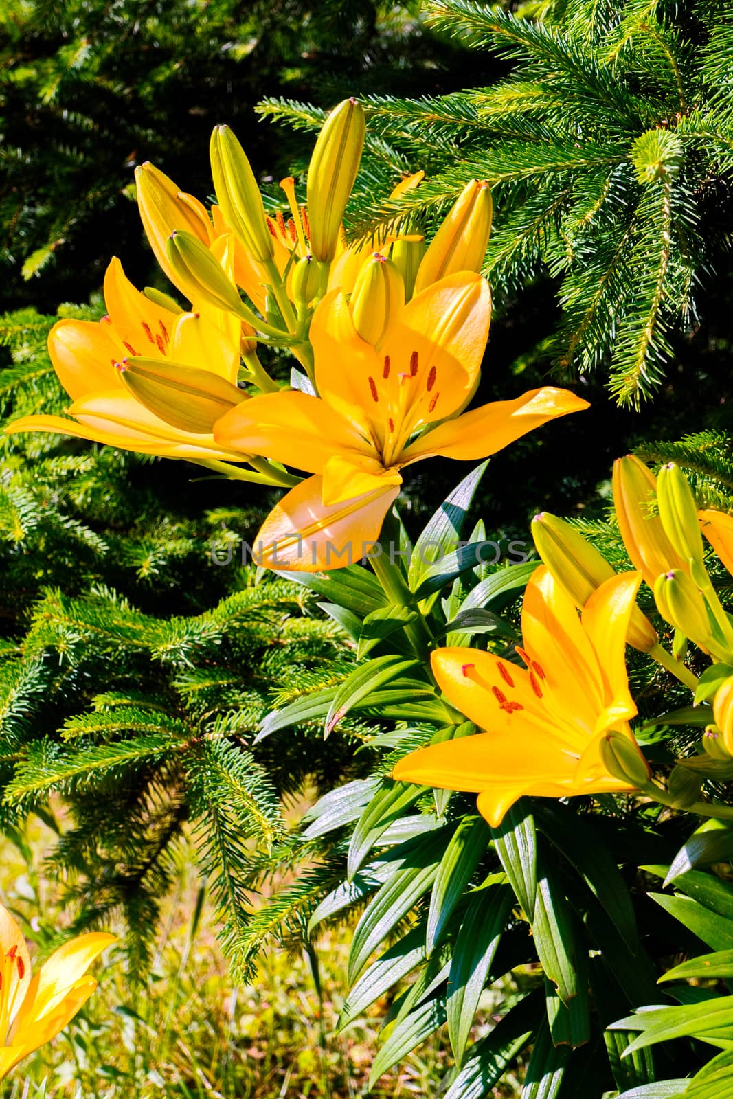 bright yellow lilies emit light in the sun under branches of prickly fir